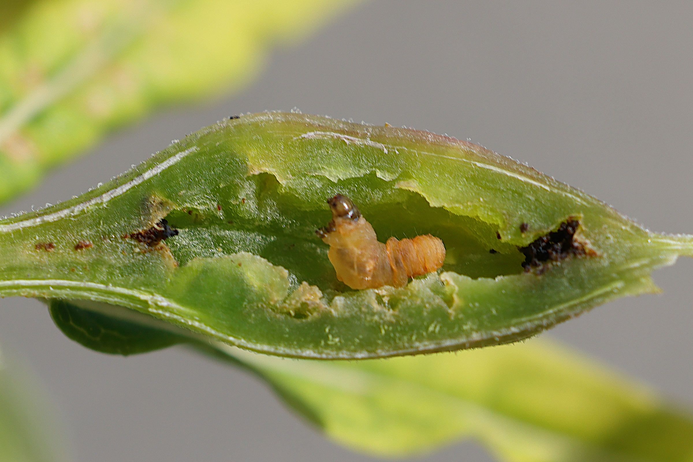 mompha_sturnipennella_larv1md