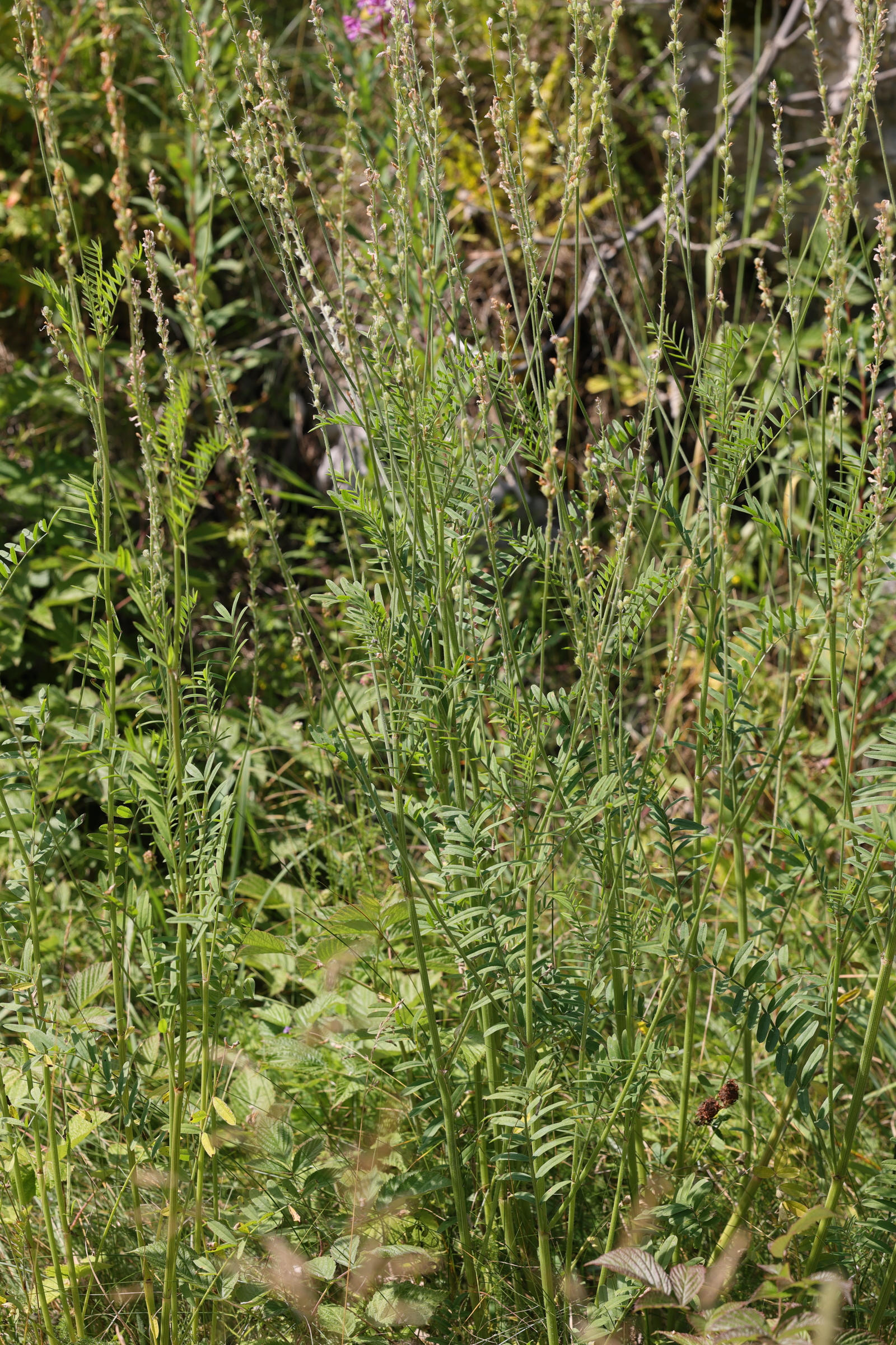 onobrychis_arenaria2md