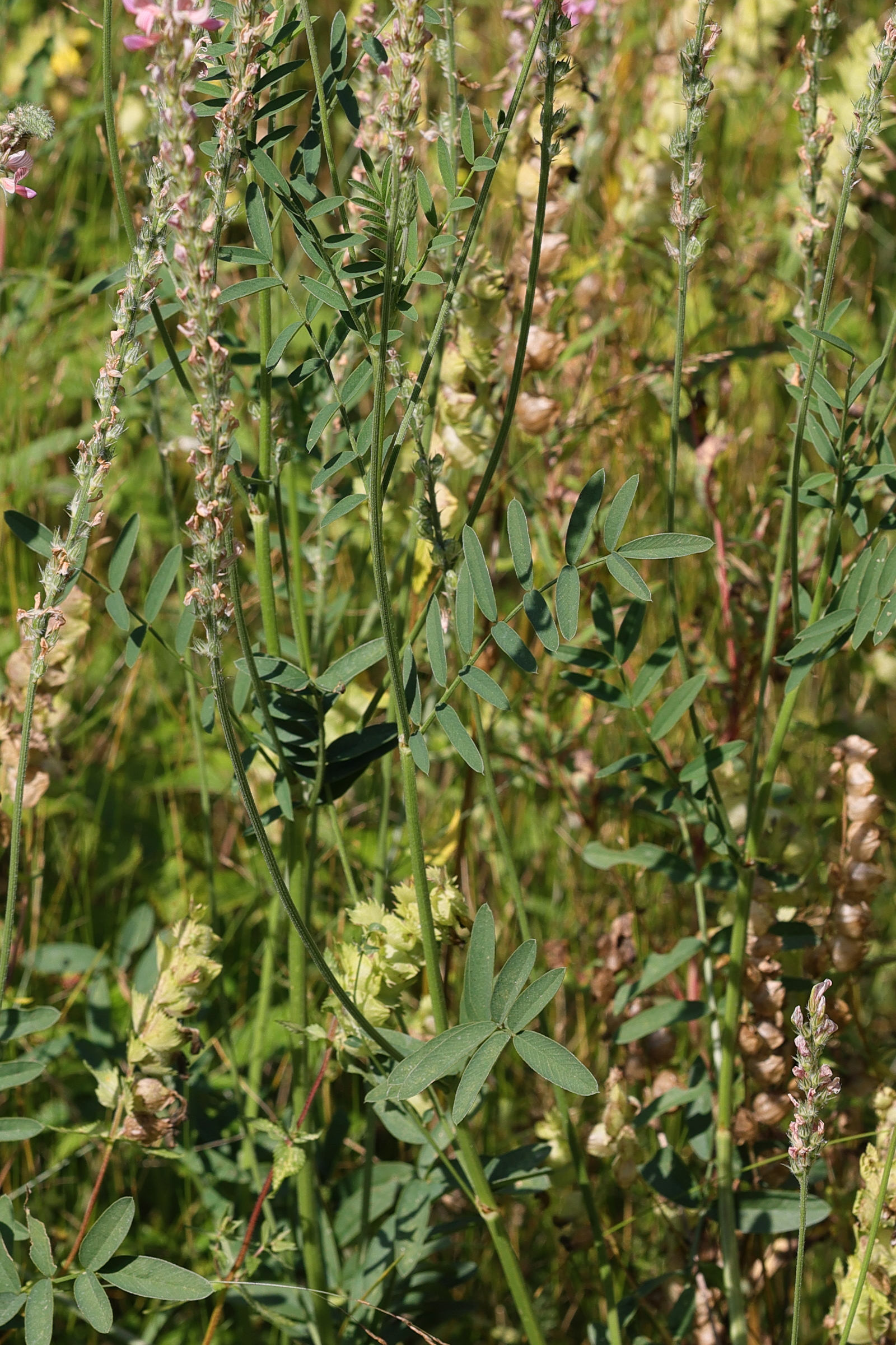 onobrychis_arenaria3md