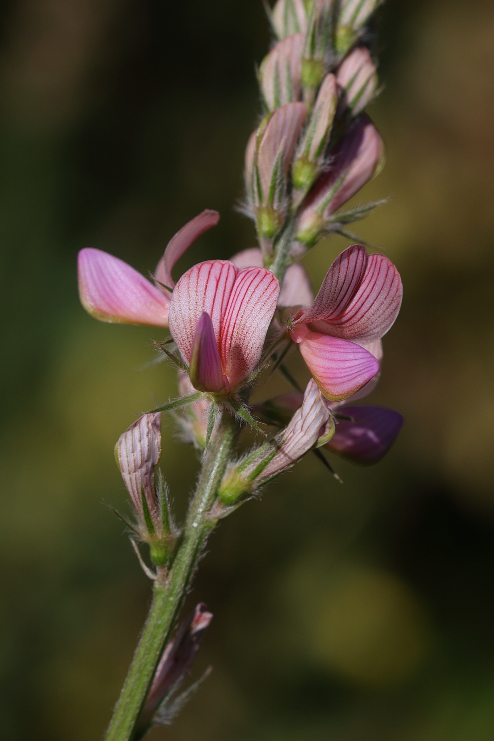 onobrychis_arenaria4md