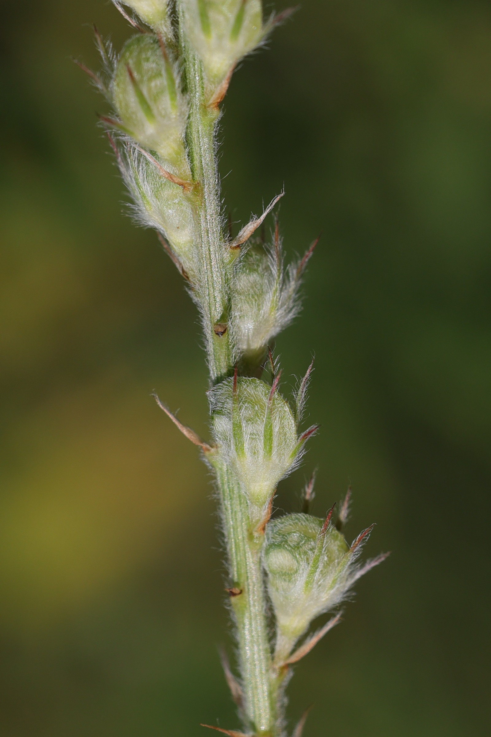 onobrychis_arenaria5md