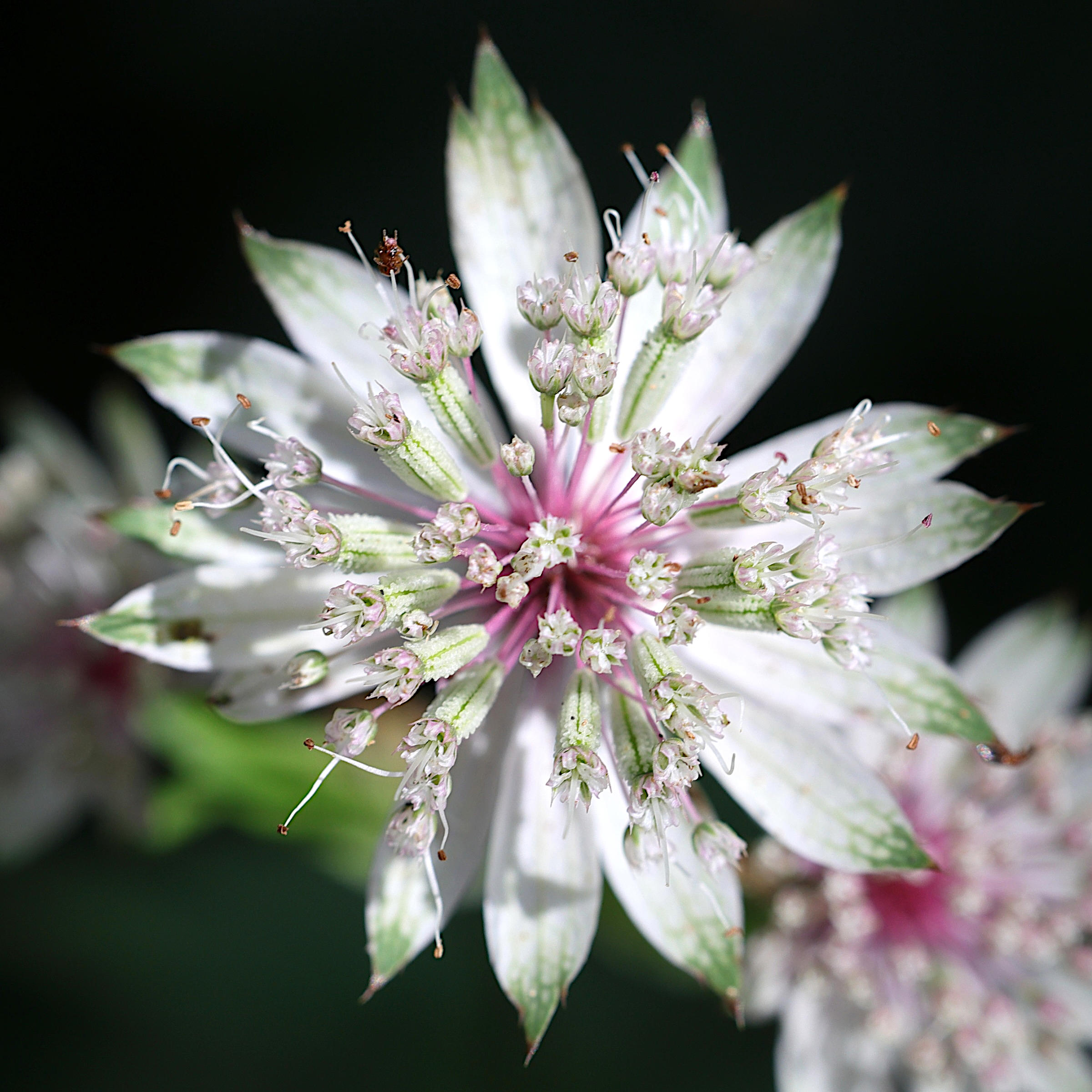 astrantia_major5md