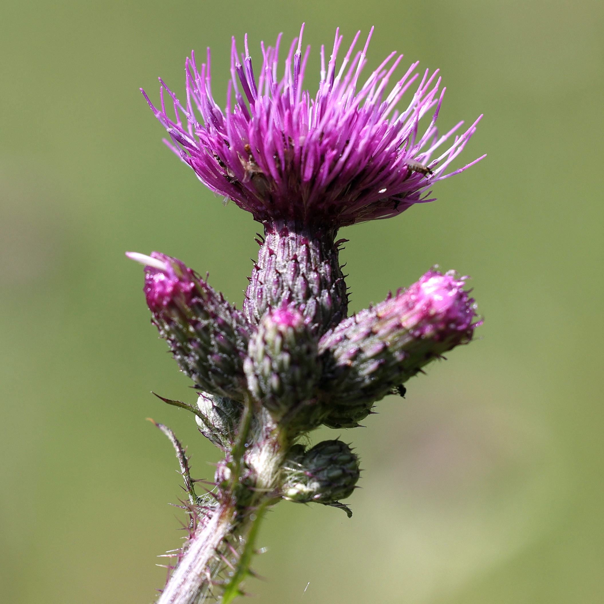 Afficher le média cirsium_palustre6md cirsium_palustre6md