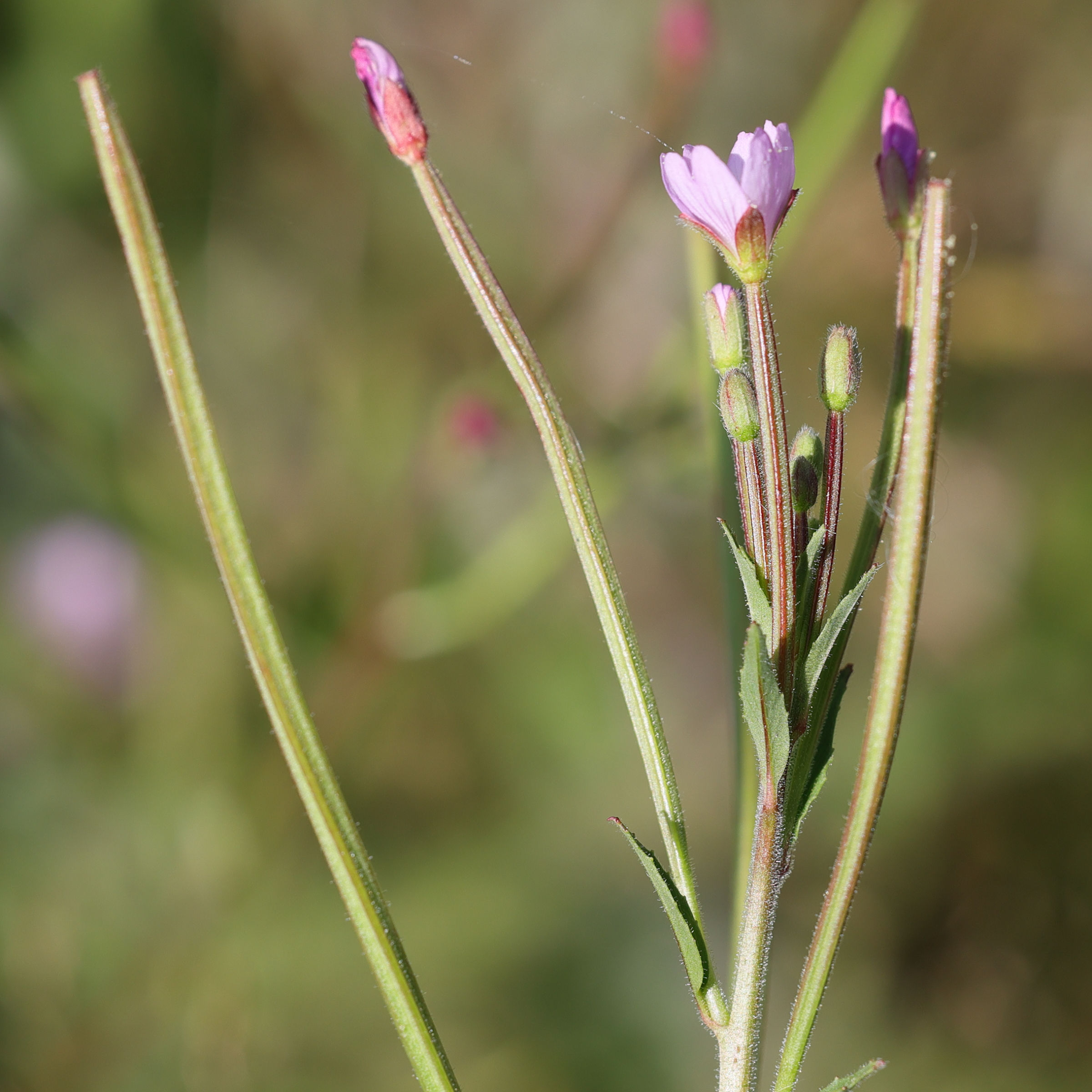 Afficher le média epilobium_parviflorum5md epilobium_parviflorum5md