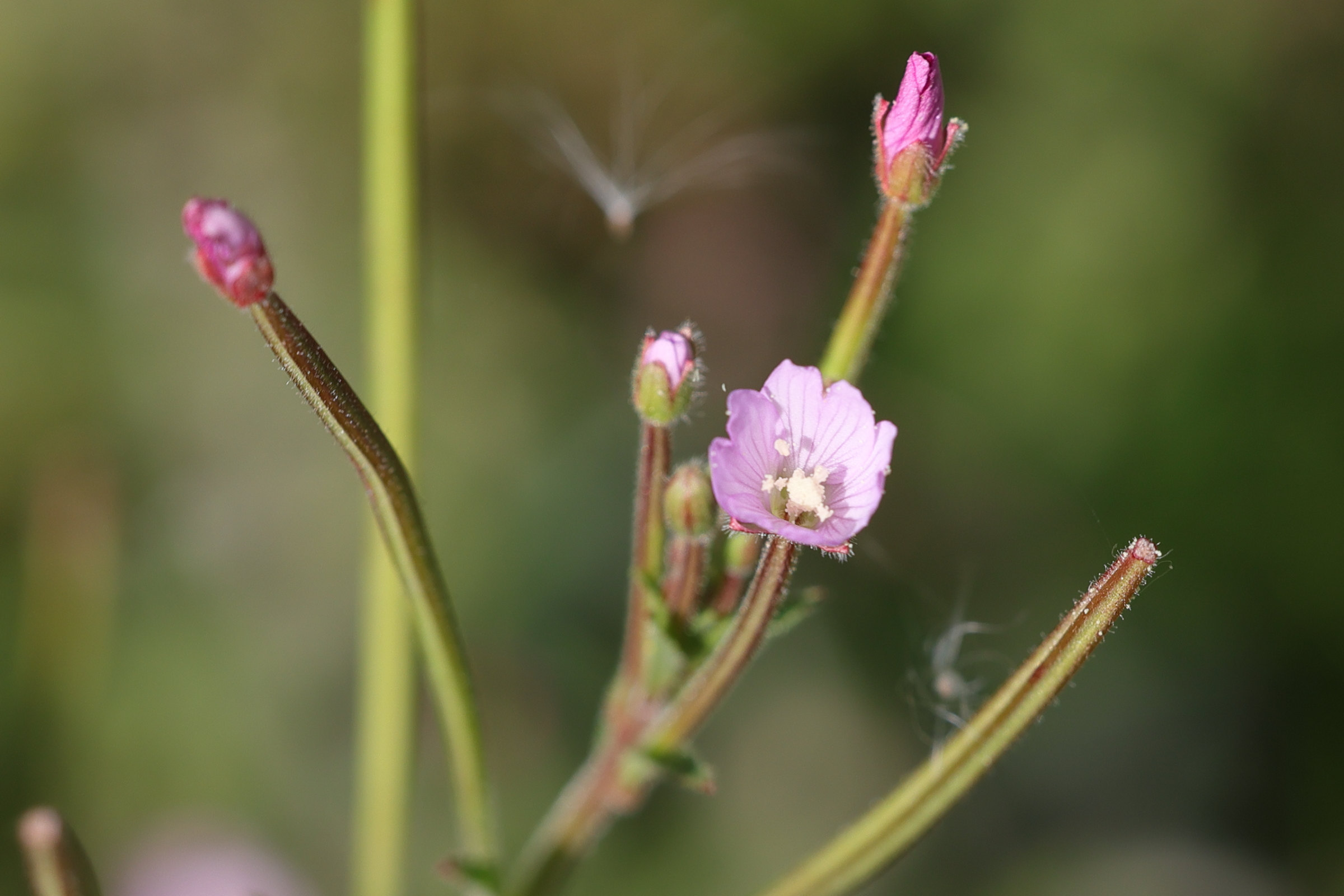 Afficher le média epilobium_parviflorum6md epilobium_parviflorum6md