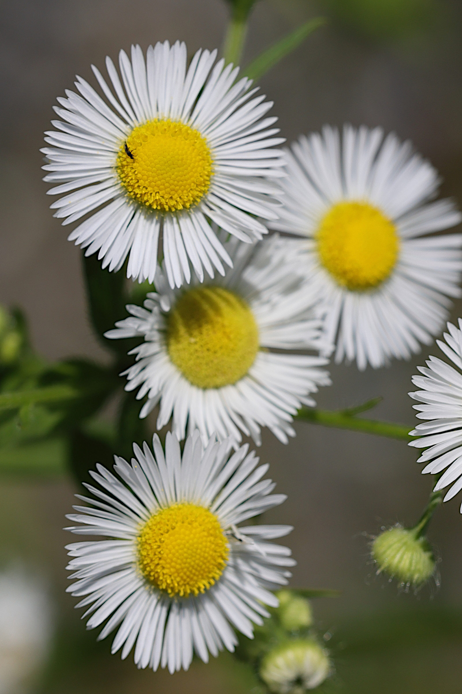 Afficher le média erigeron_annuus2md erigeron_annuus2md