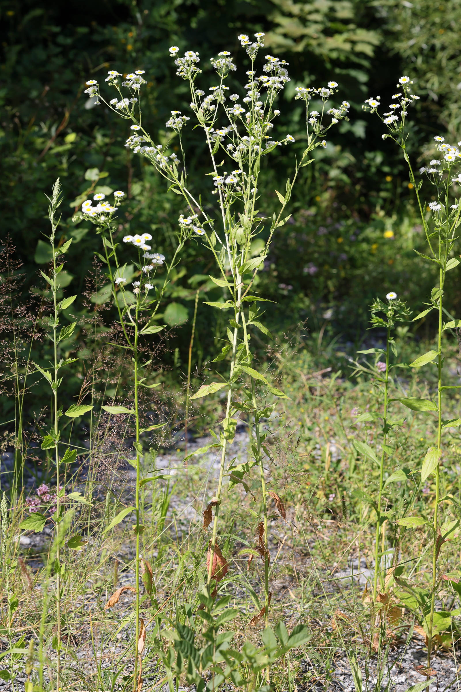 Afficher le média erigeron_annuus3md erigeron_annuus3md