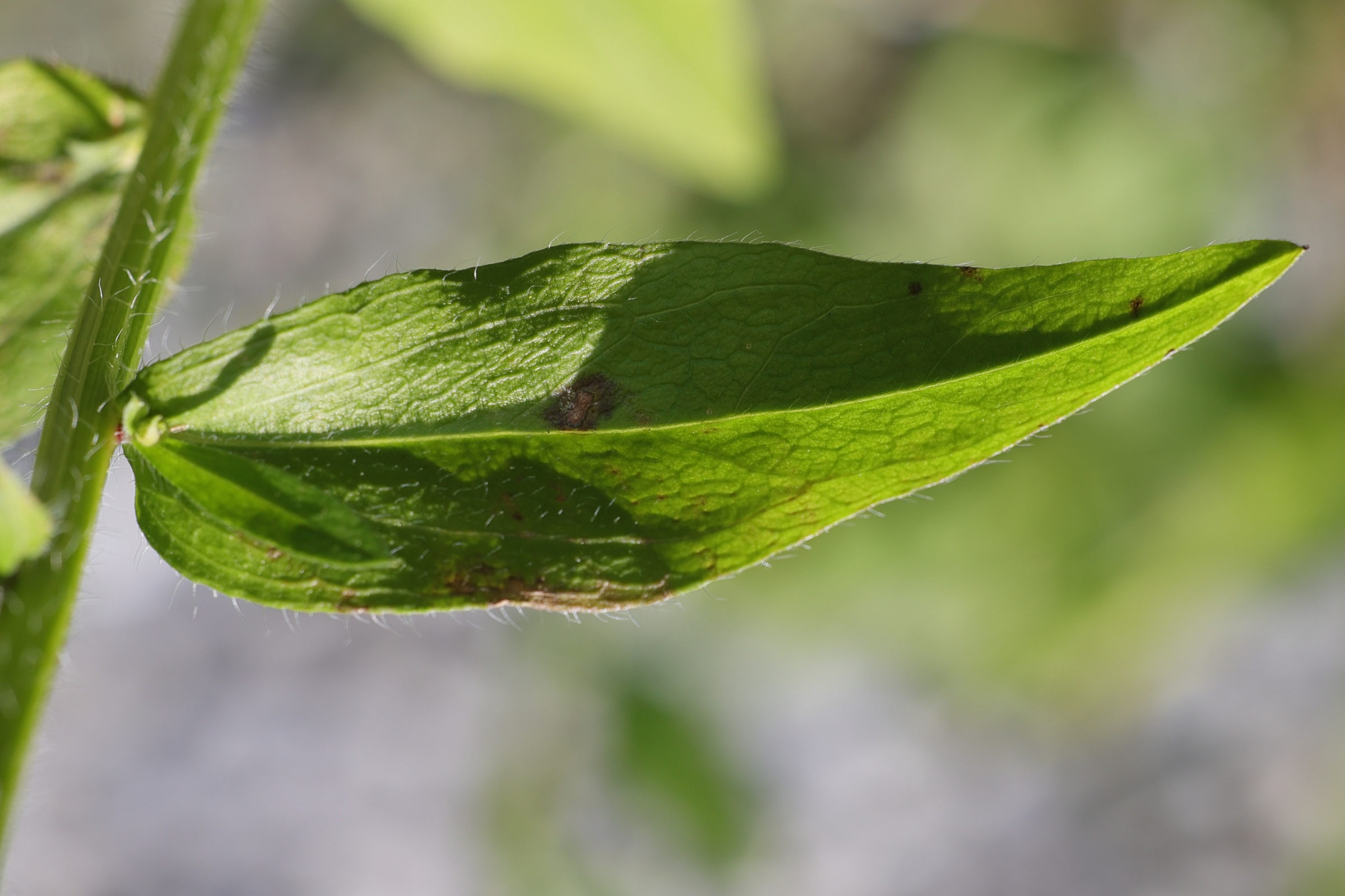 Afficher le média erigeron_annuus5md erigeron_annuus5md