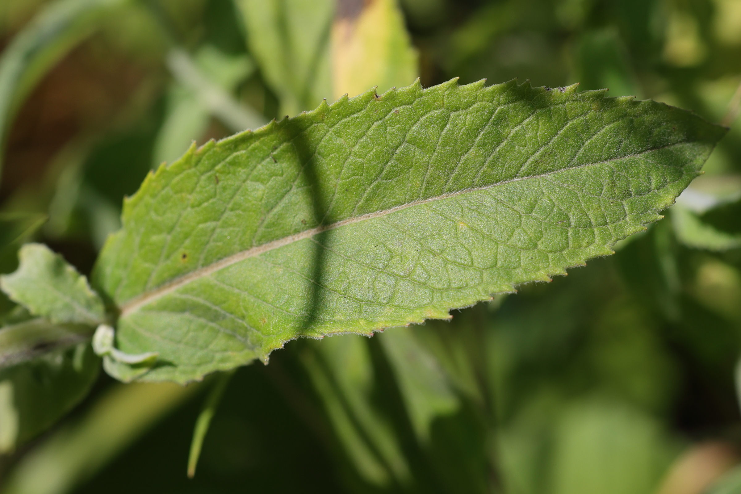 Afficher le média mentha_longifolia4md mentha_longifolia4md