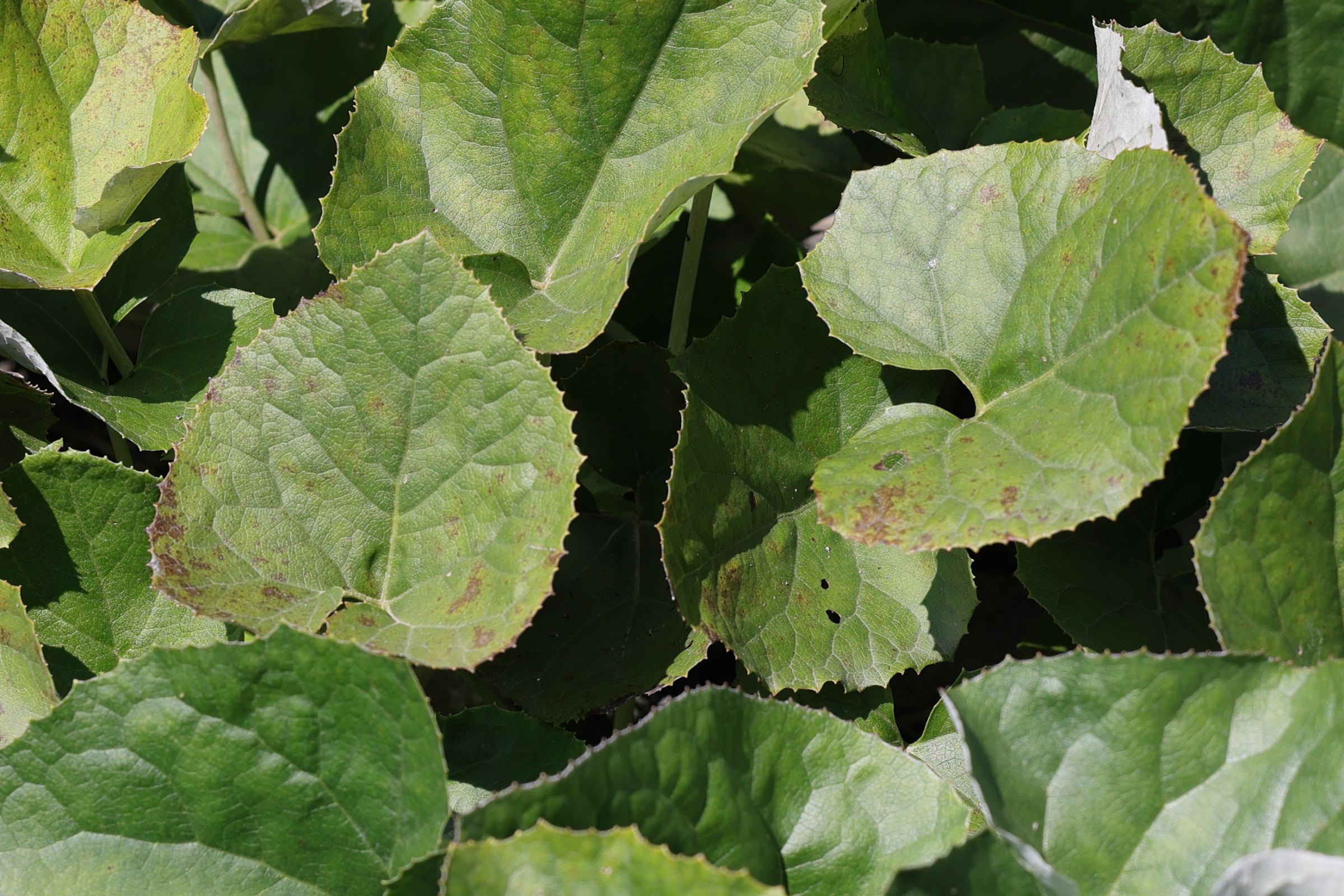 Afficher le média petasites_paradoxus1md petasites_paradoxus1md