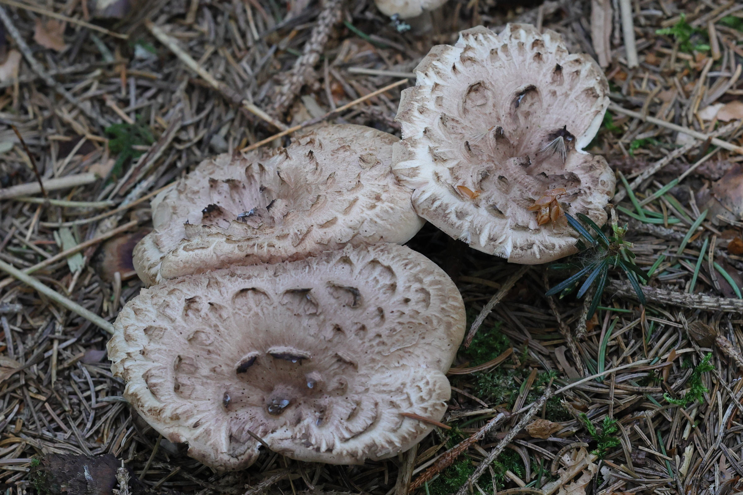 Afficher le média sarcodon_imbricatus5md sarcodon_imbricatus5md