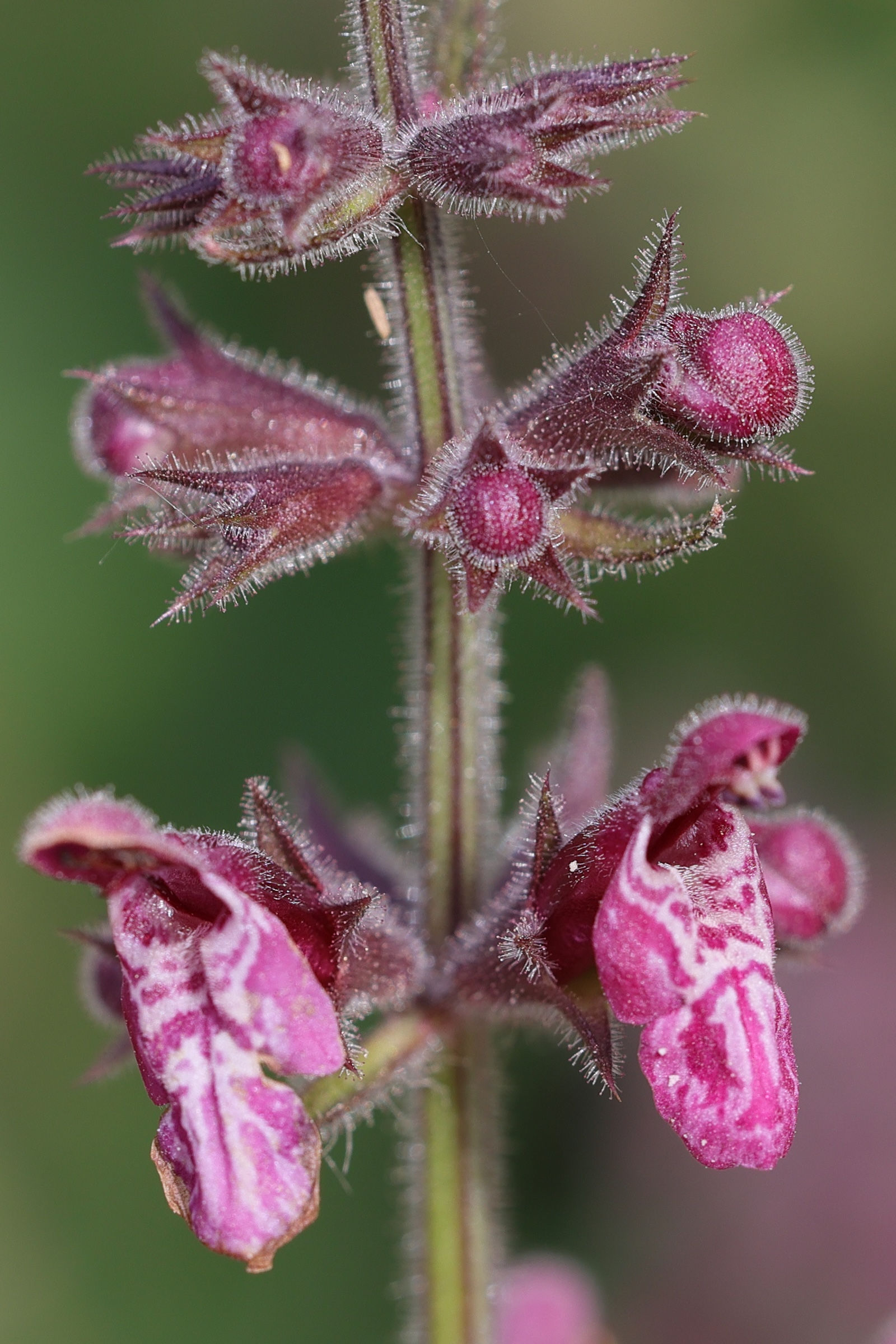 stachys_sylvatica3md