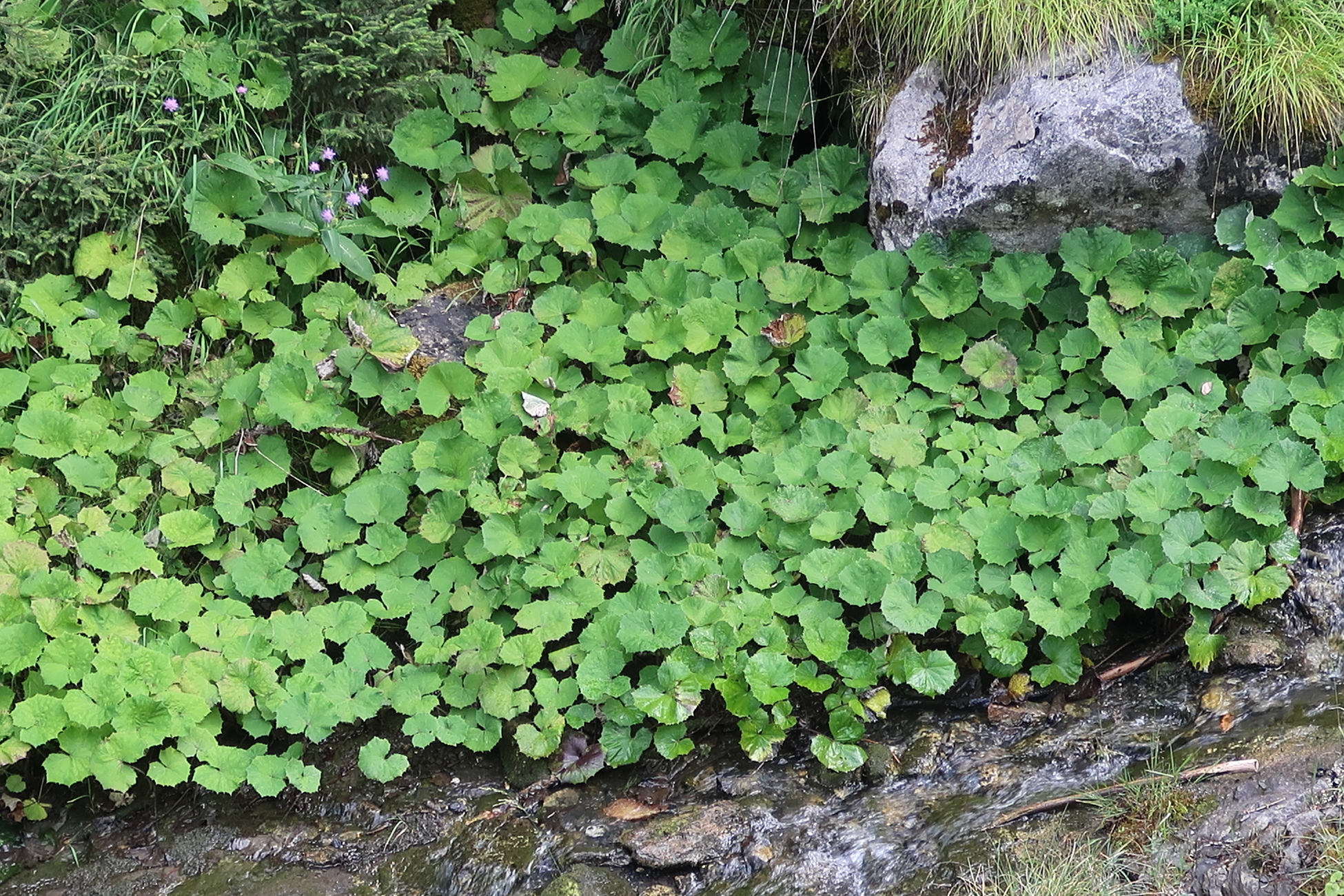 tussilago_farfara9md