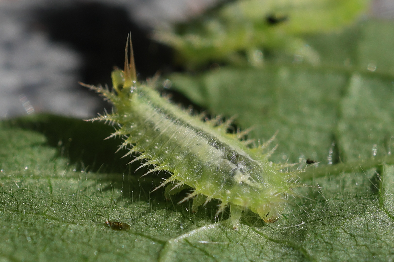 cassida_viridis_larv1md