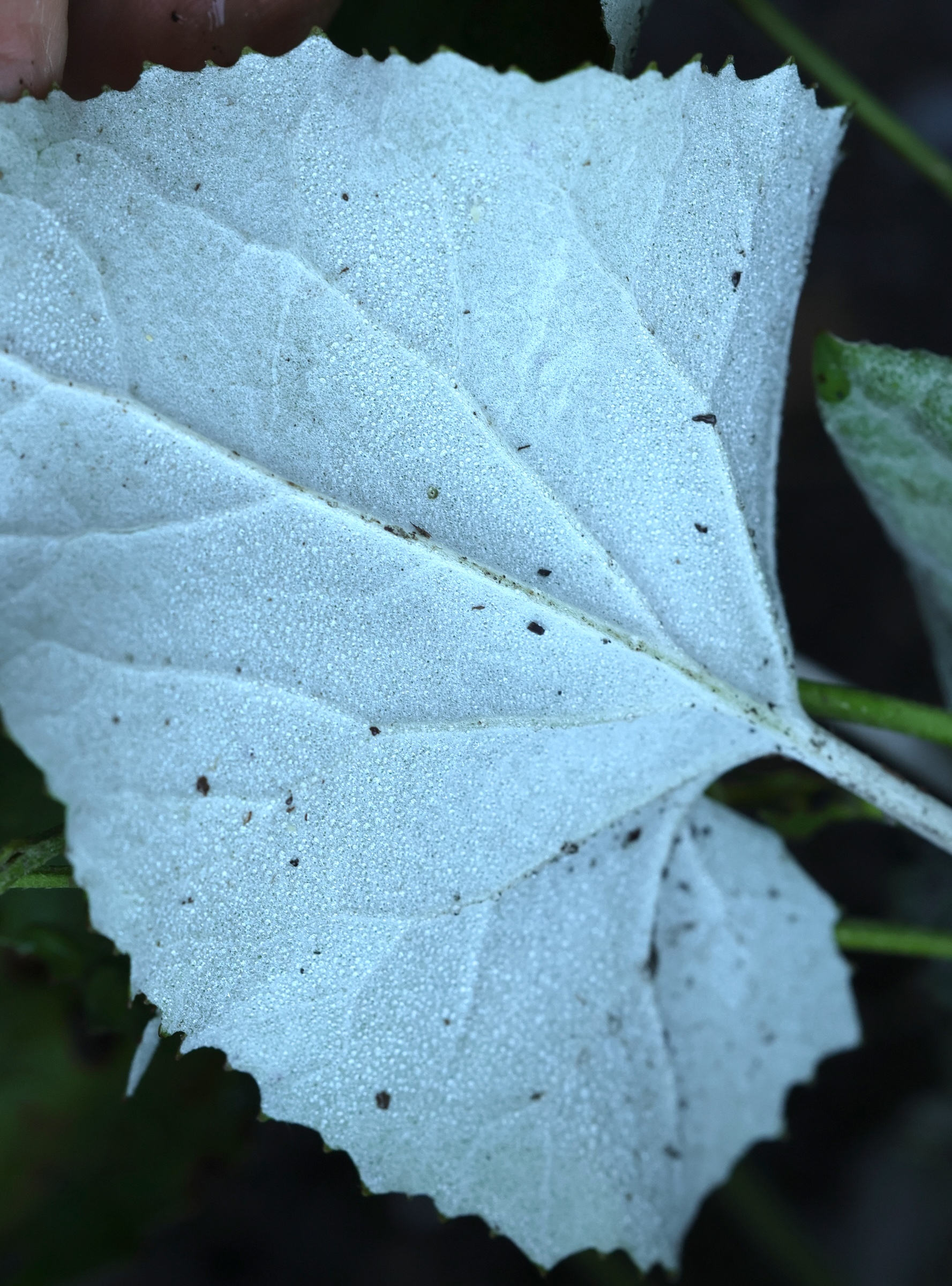 Afficher le média petasites_paradoxus2md petasites_paradoxus2md