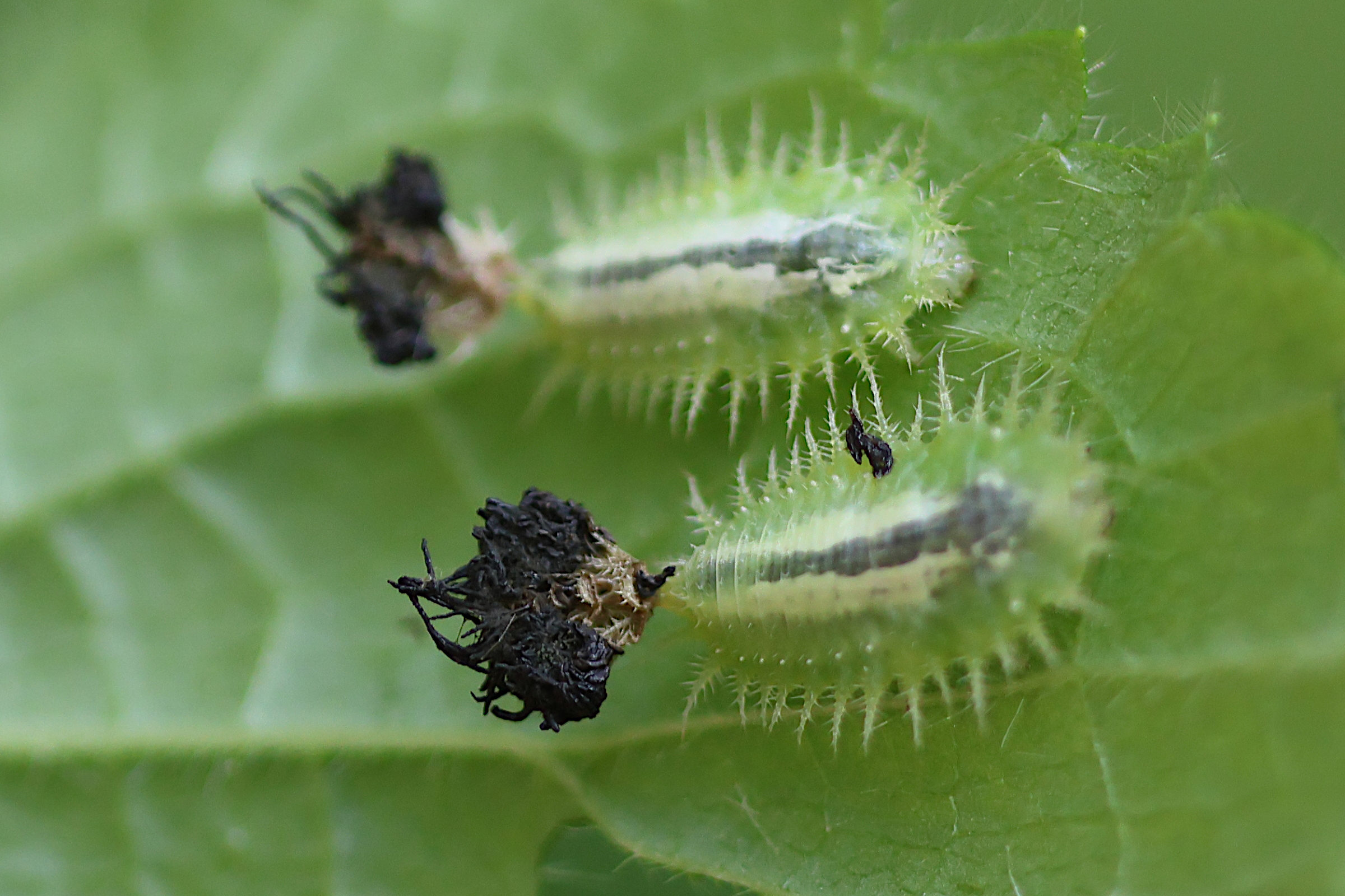 cassida_viridis_larv2bd