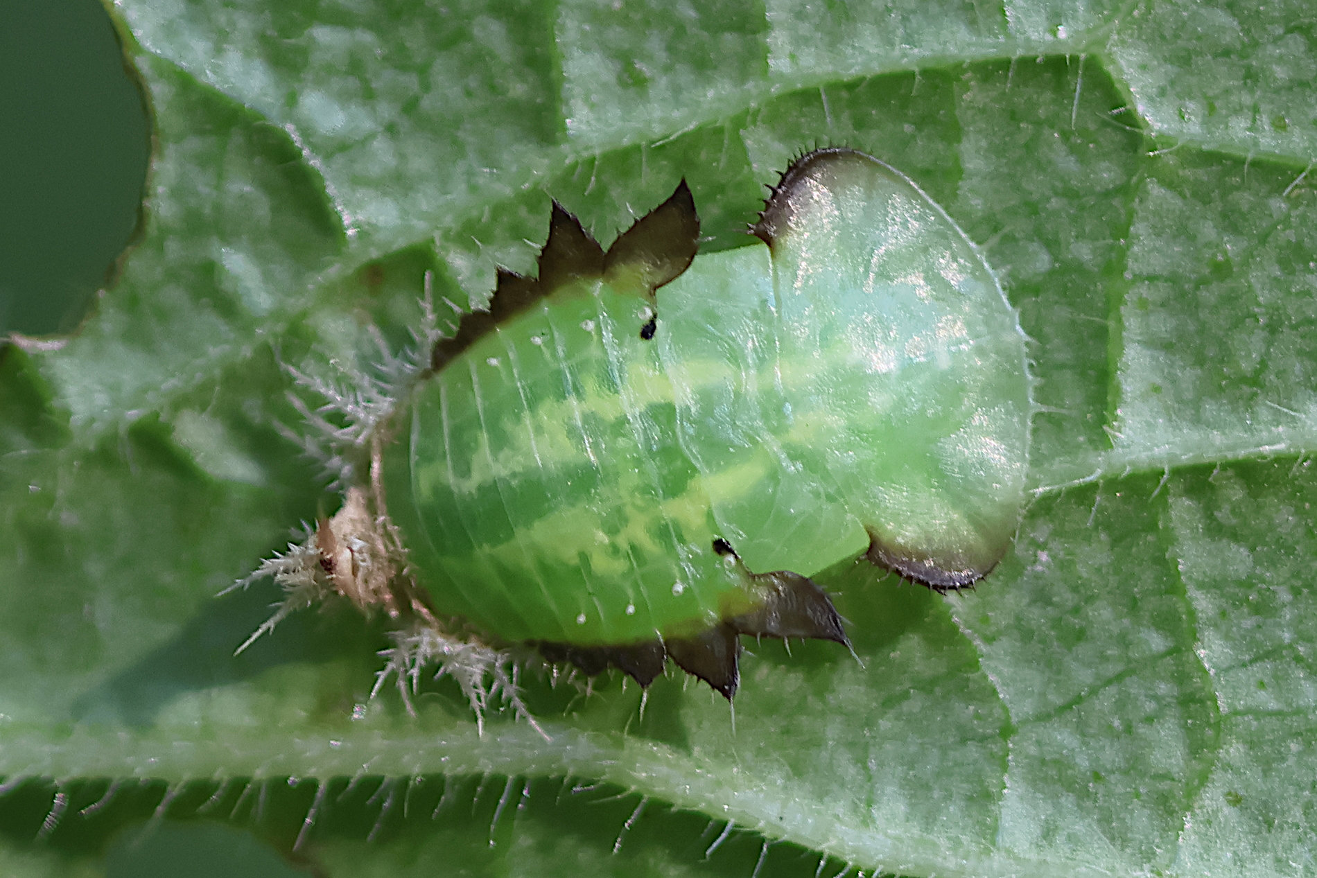 cassida_viridis_larv3bd