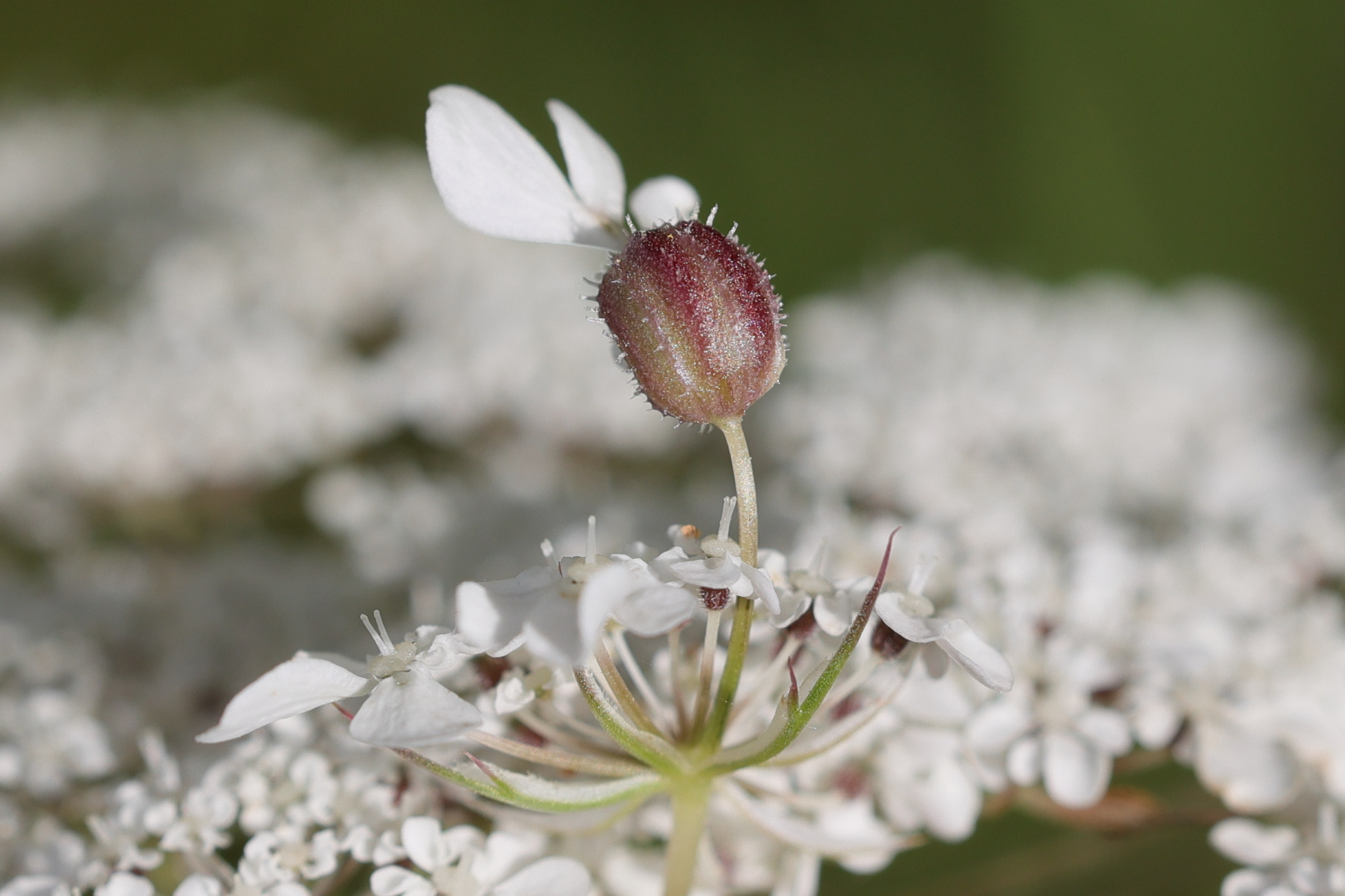 kiefferia_pericarpiicola_galle5md
