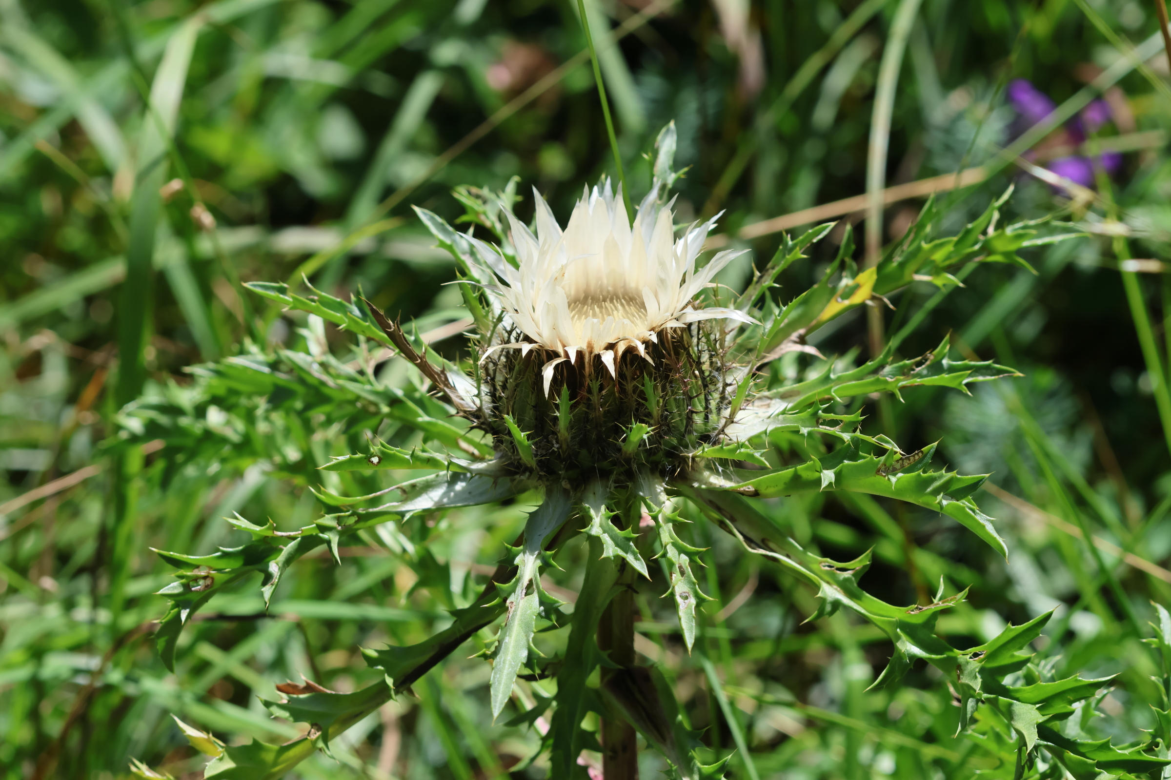 Afficher le média carlina_acaulis6bd carlina_acaulis6bd