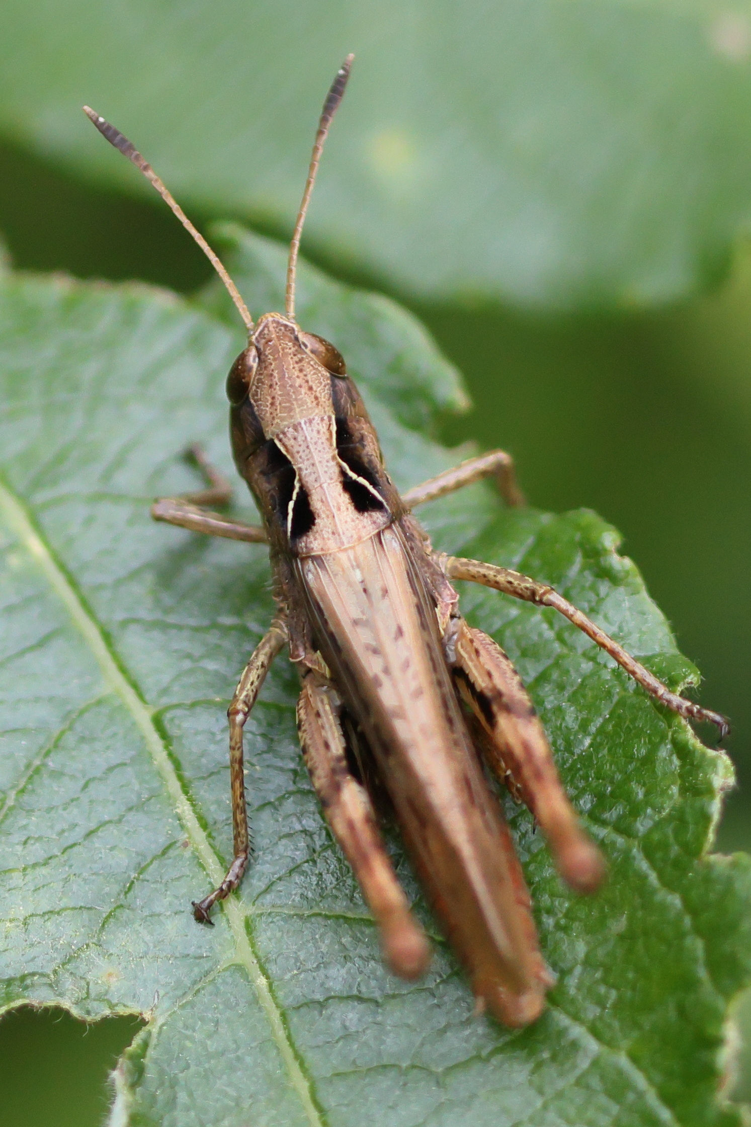 gomphocerippus_rufus4bd