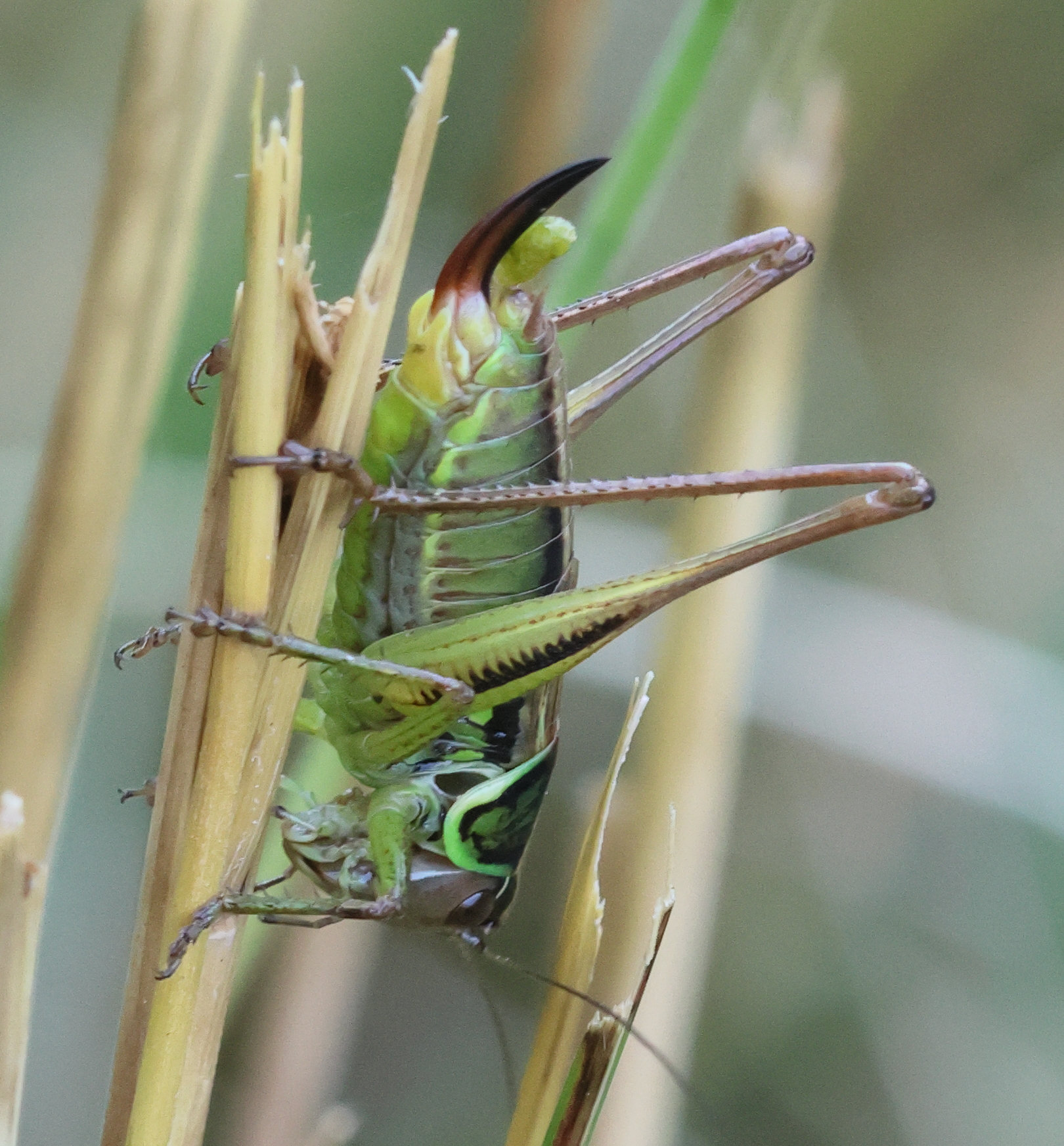 Afficher le média roeseliana_roeselii8bd roeseliana_roeselii8bd