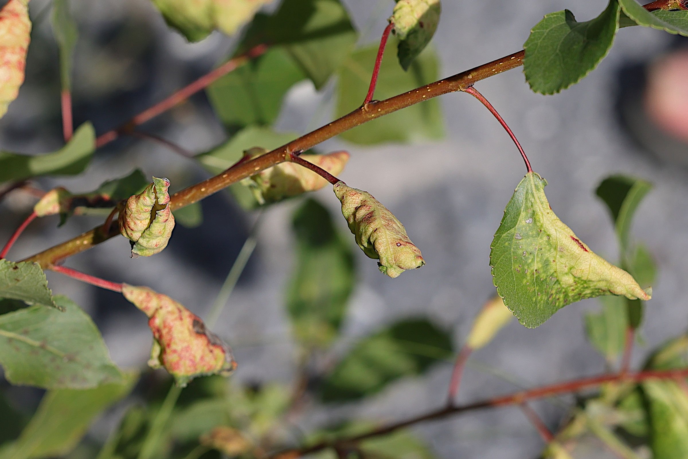 thecabius_affinis_galle1md