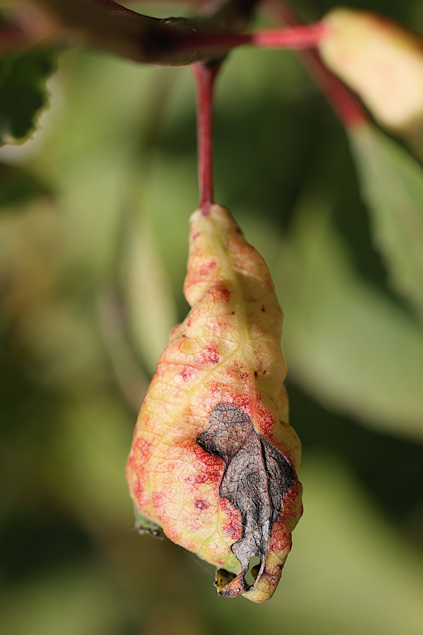 thecabius_affinis_galle2md