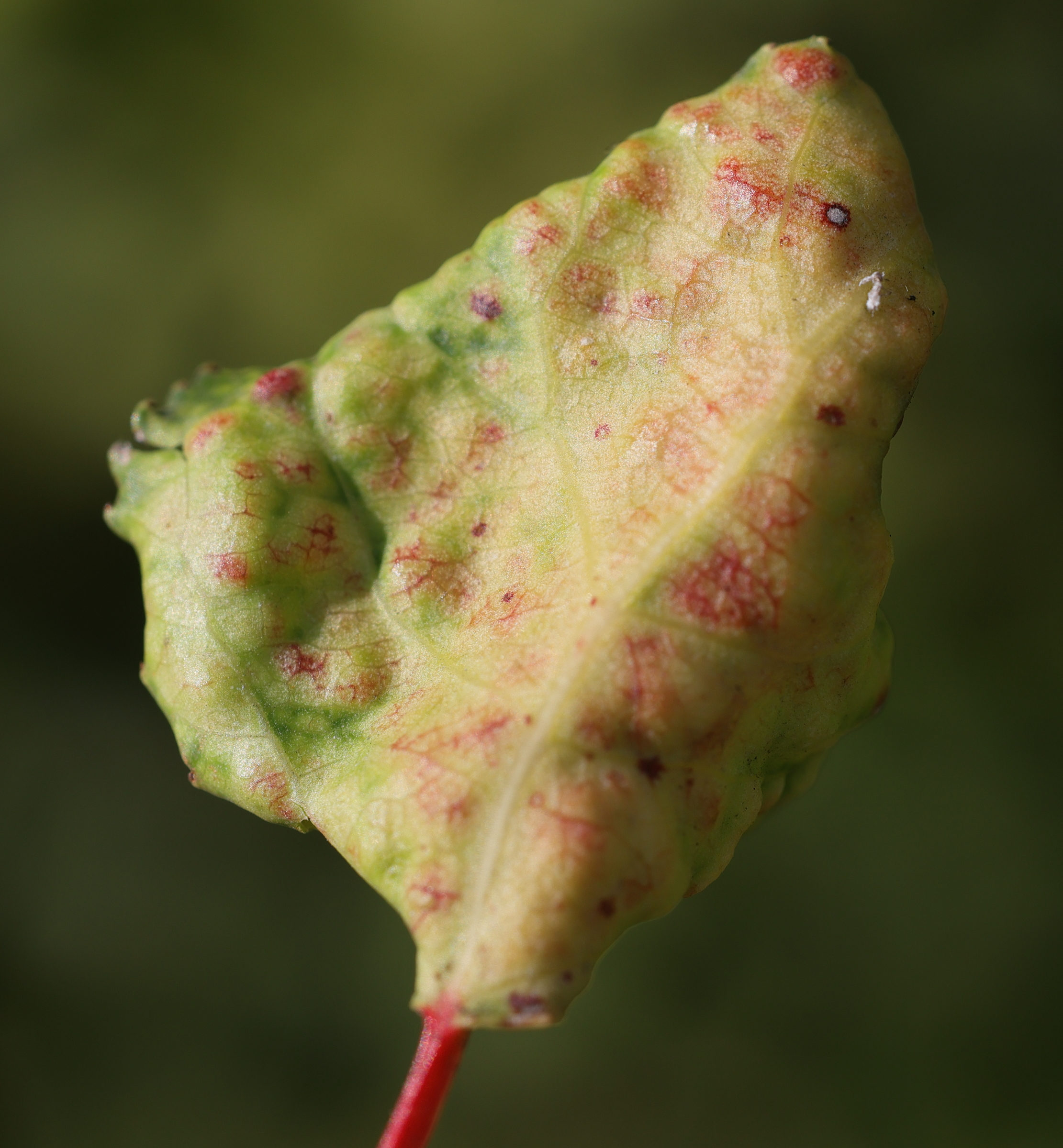 thecabius_affinis_galle3md