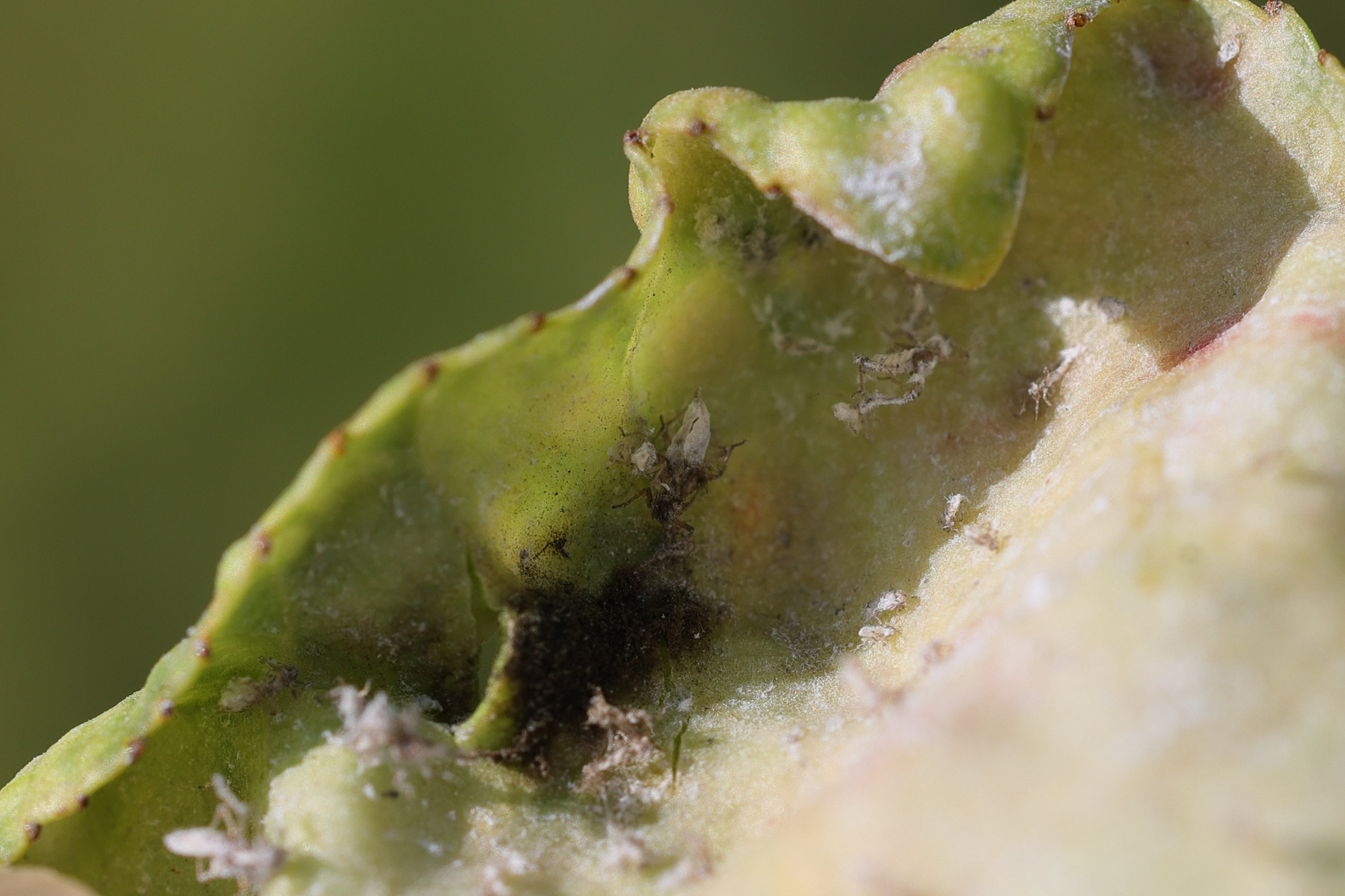 thecabius_affinis_galle4md