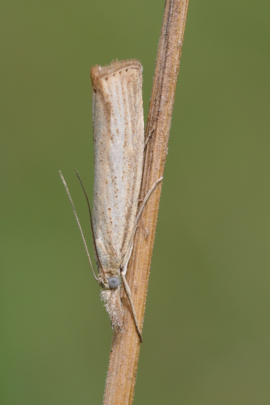 agriphila_straminella5md