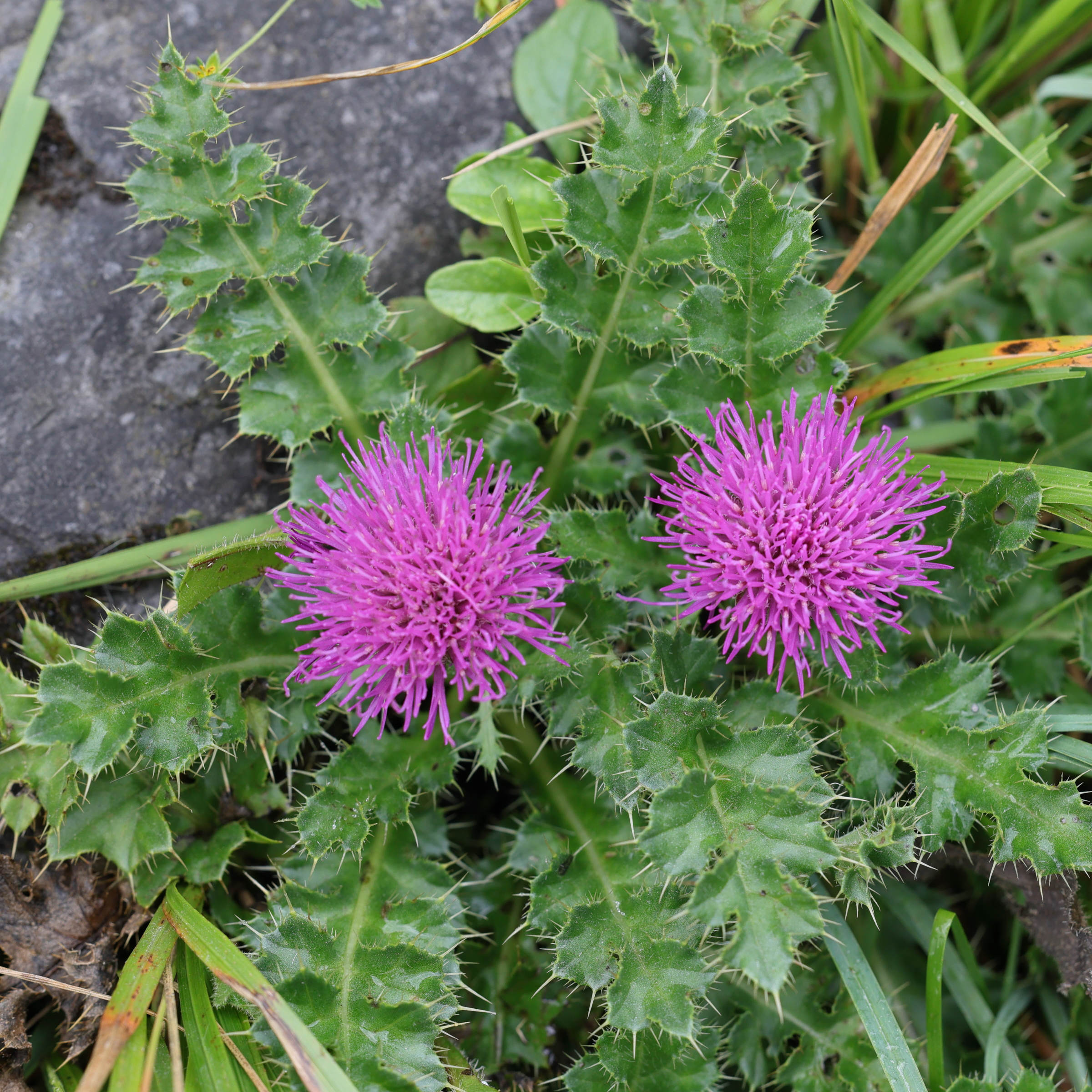 Afficher le média cirsium_acaulon1md cirsium_acaulon1md