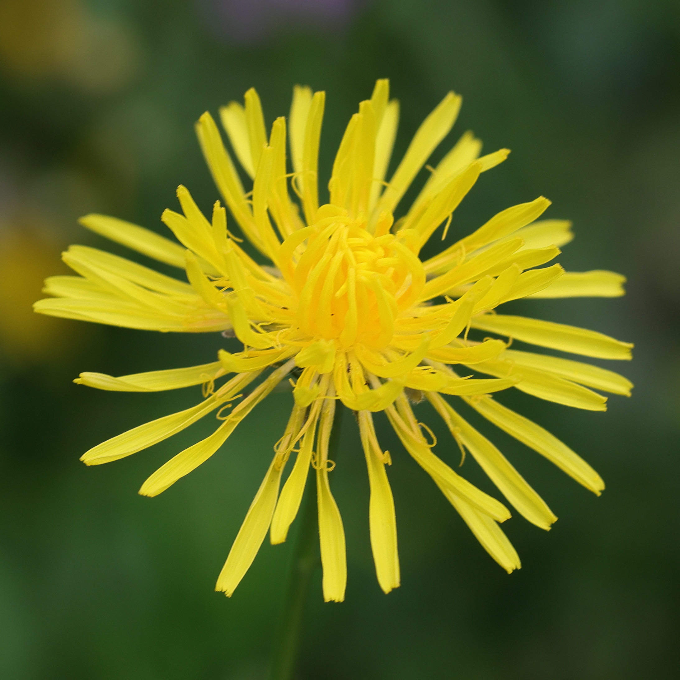 Afficher le média crepis_biennis3md crepis_biennis3md