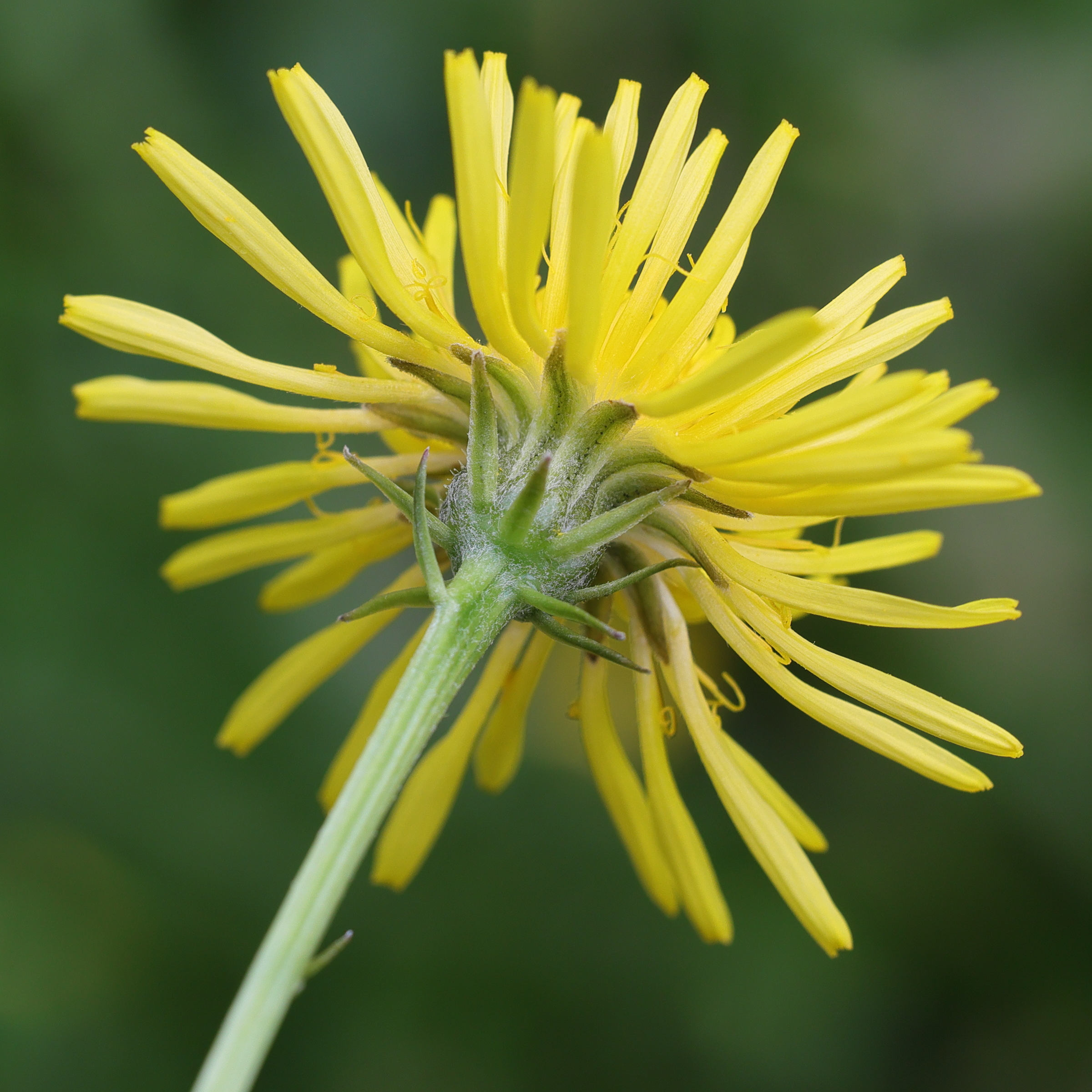 Afficher le média crepis_biennis4md crepis_biennis4md