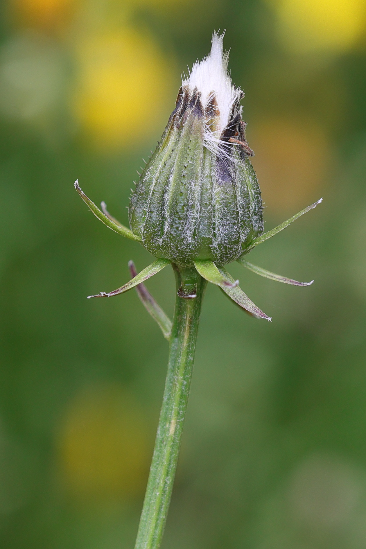 Afficher le média crepis_biennis5md crepis_biennis5md