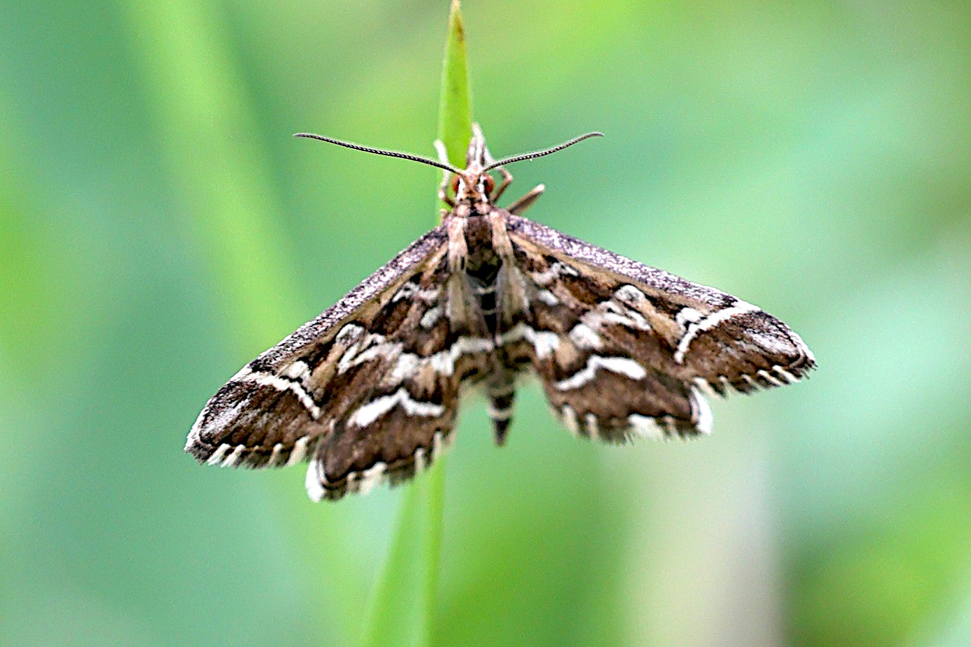 diasemia_reticularis4md