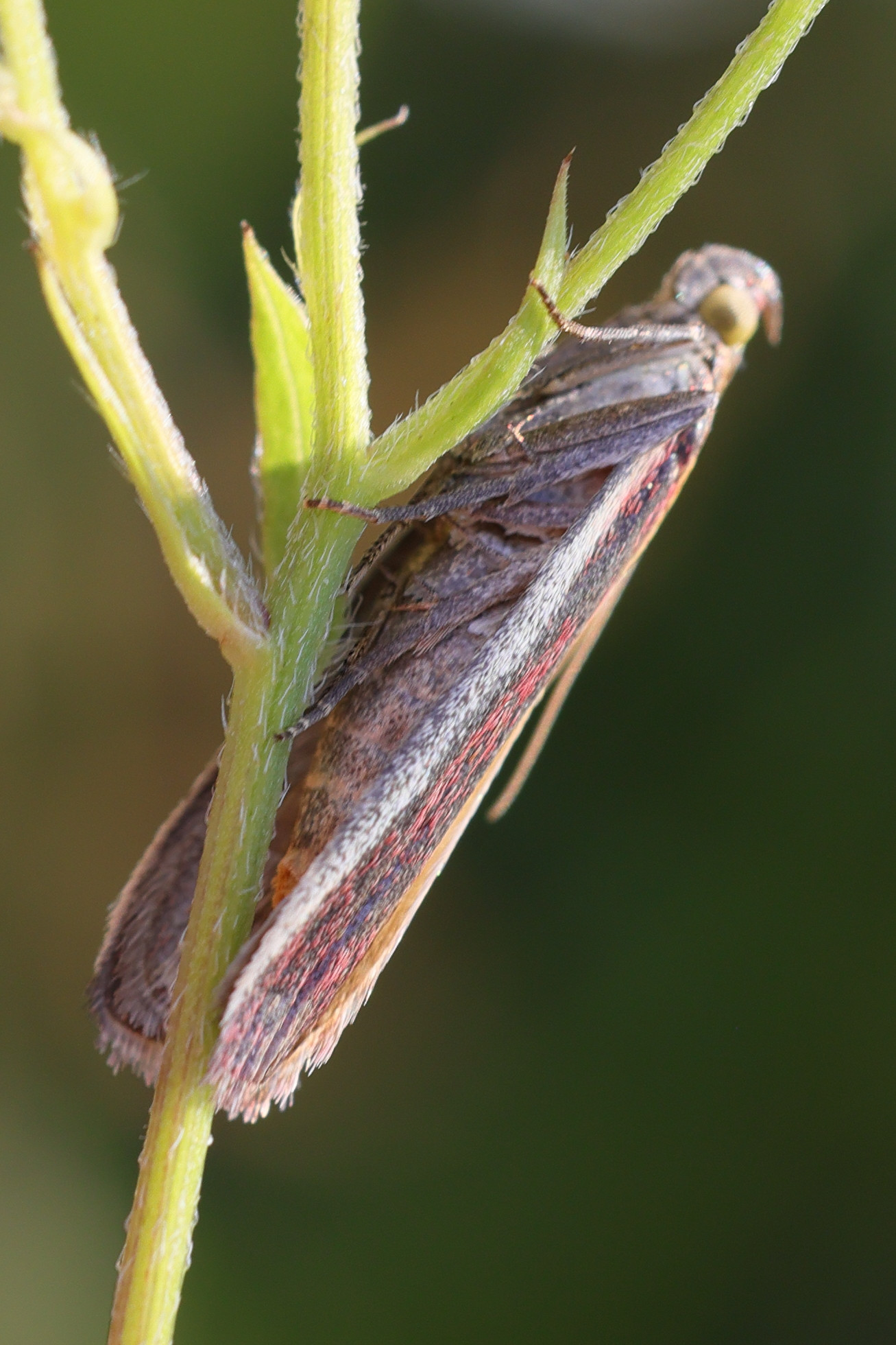 oncocera_semirubella3md