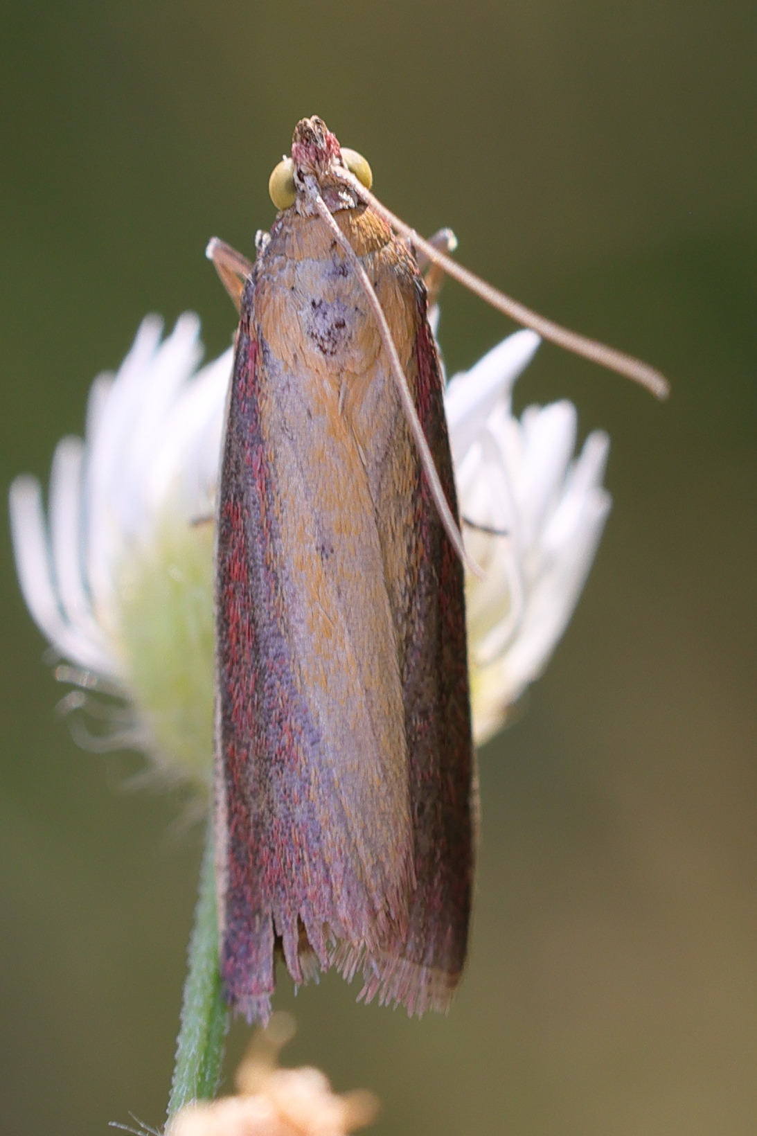 oncocera_semirubella5md