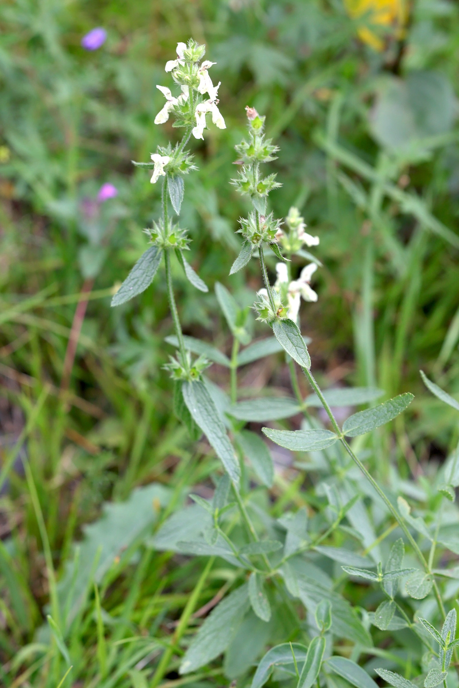 stachys_recta1md