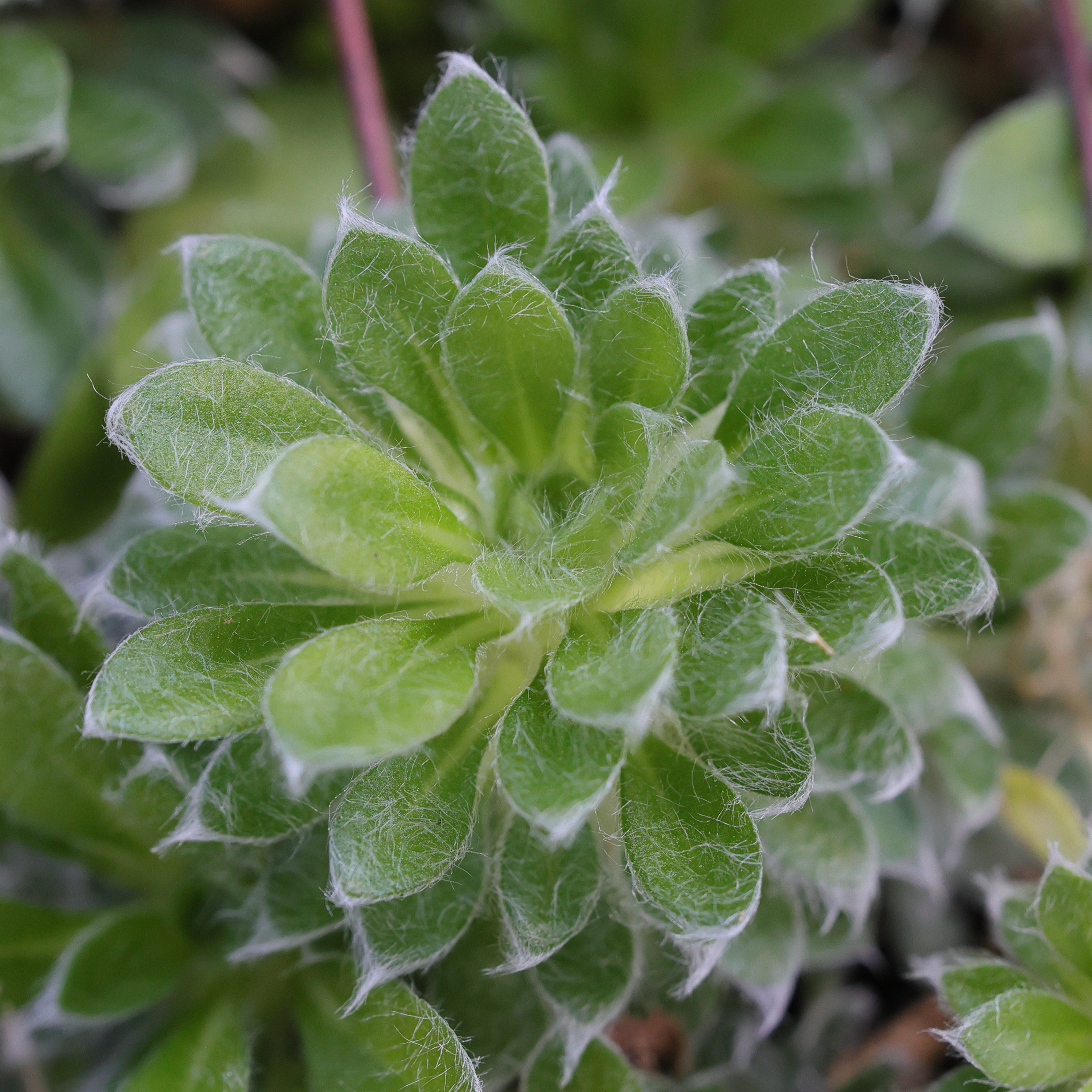 Afficher le média androsace_sarmentosa4md androsace_sarmentosa4md