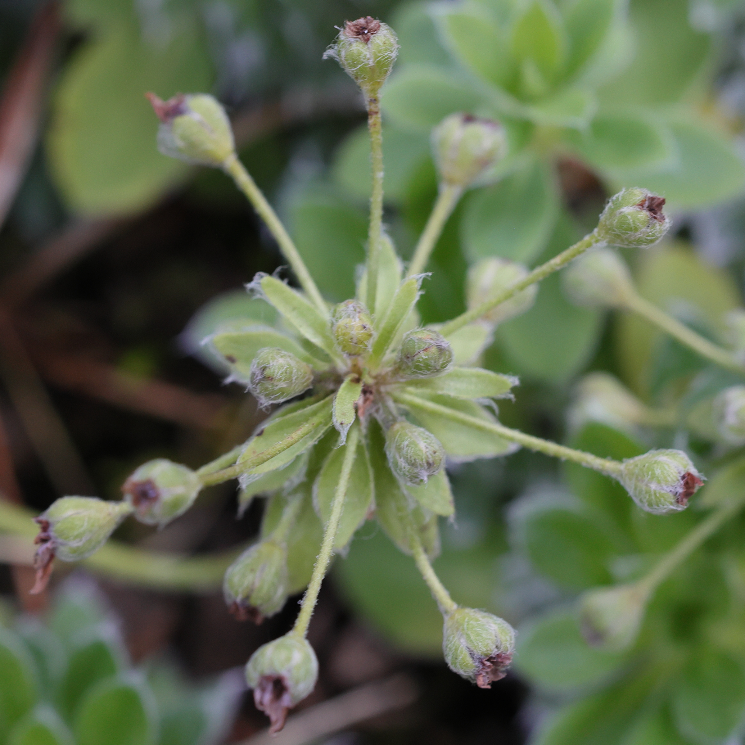 Afficher le média androsace_sarmentosa5md androsace_sarmentosa5md