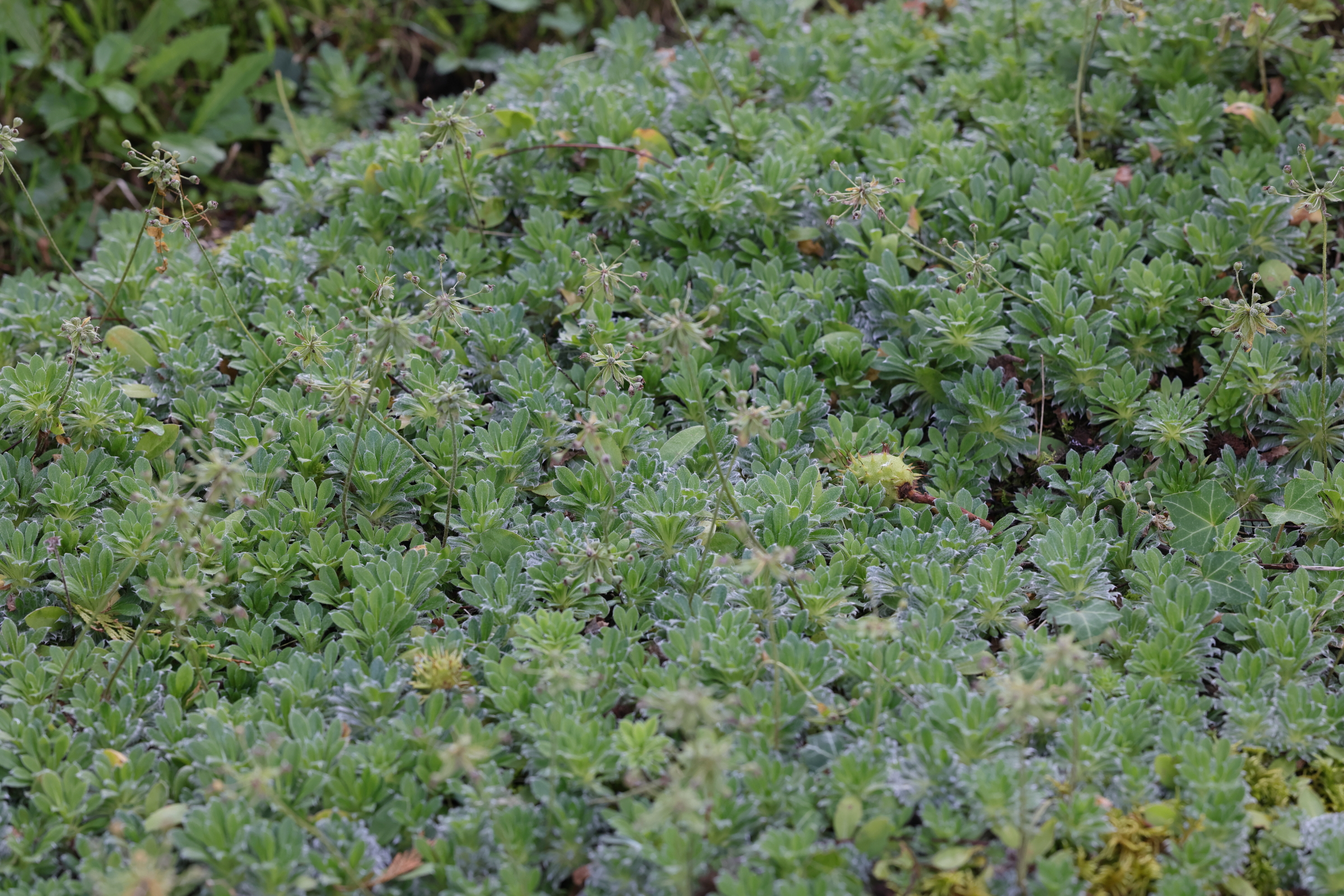 Afficher le média androsace_sarmentosa6md androsace_sarmentosa6md