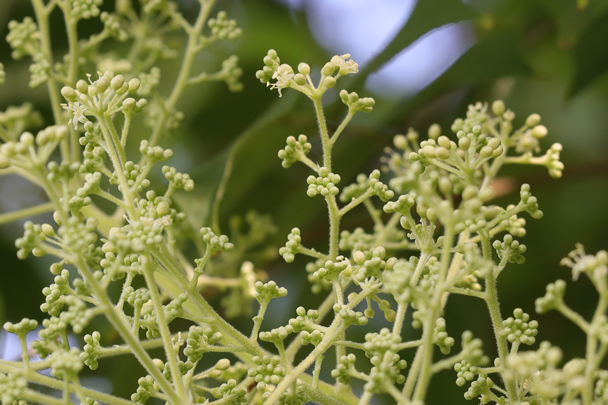 aralia_spinosa3md