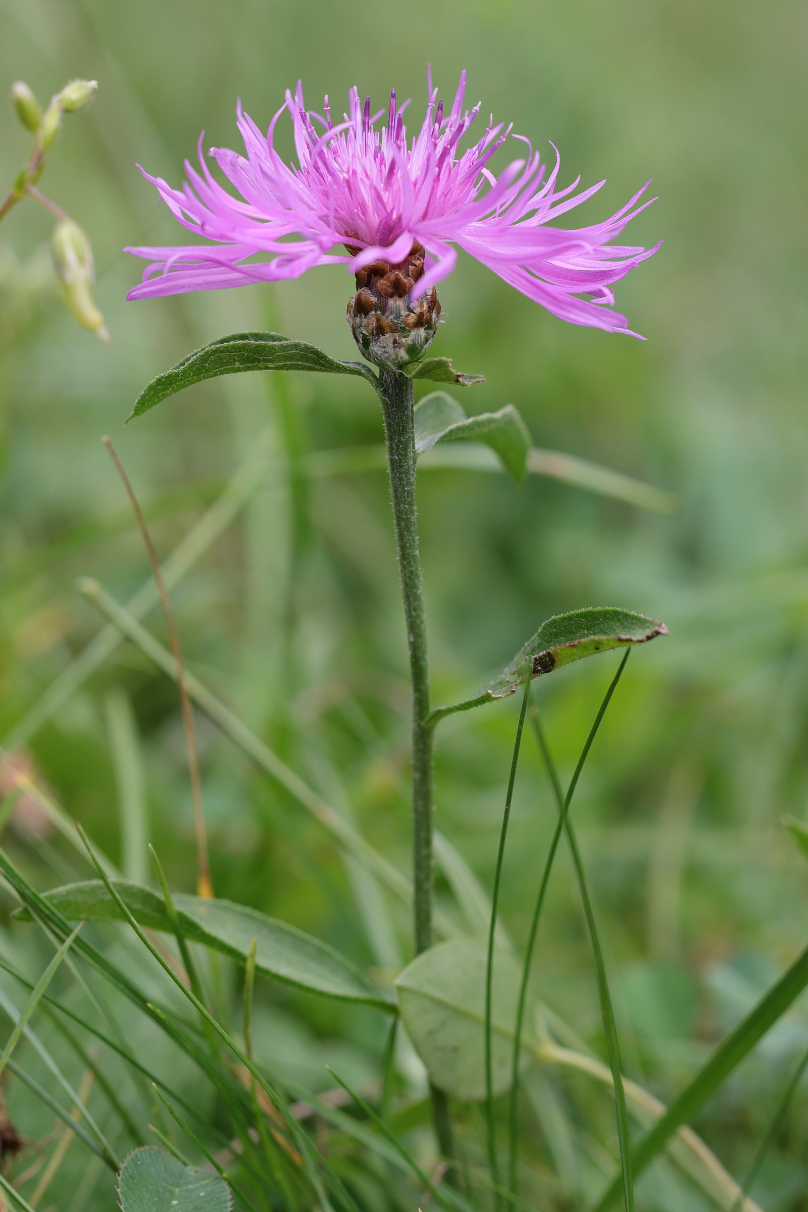 centaurea_nigrescens_transalpina1md