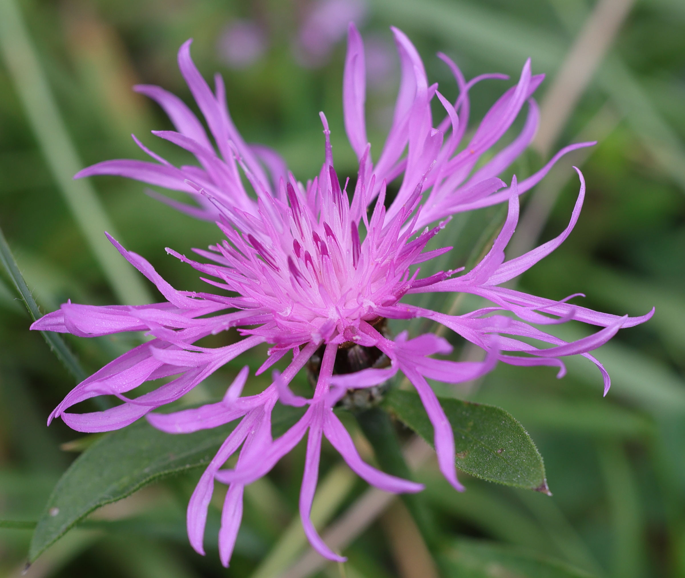 centaurea_nigrescens_transalpina2md
