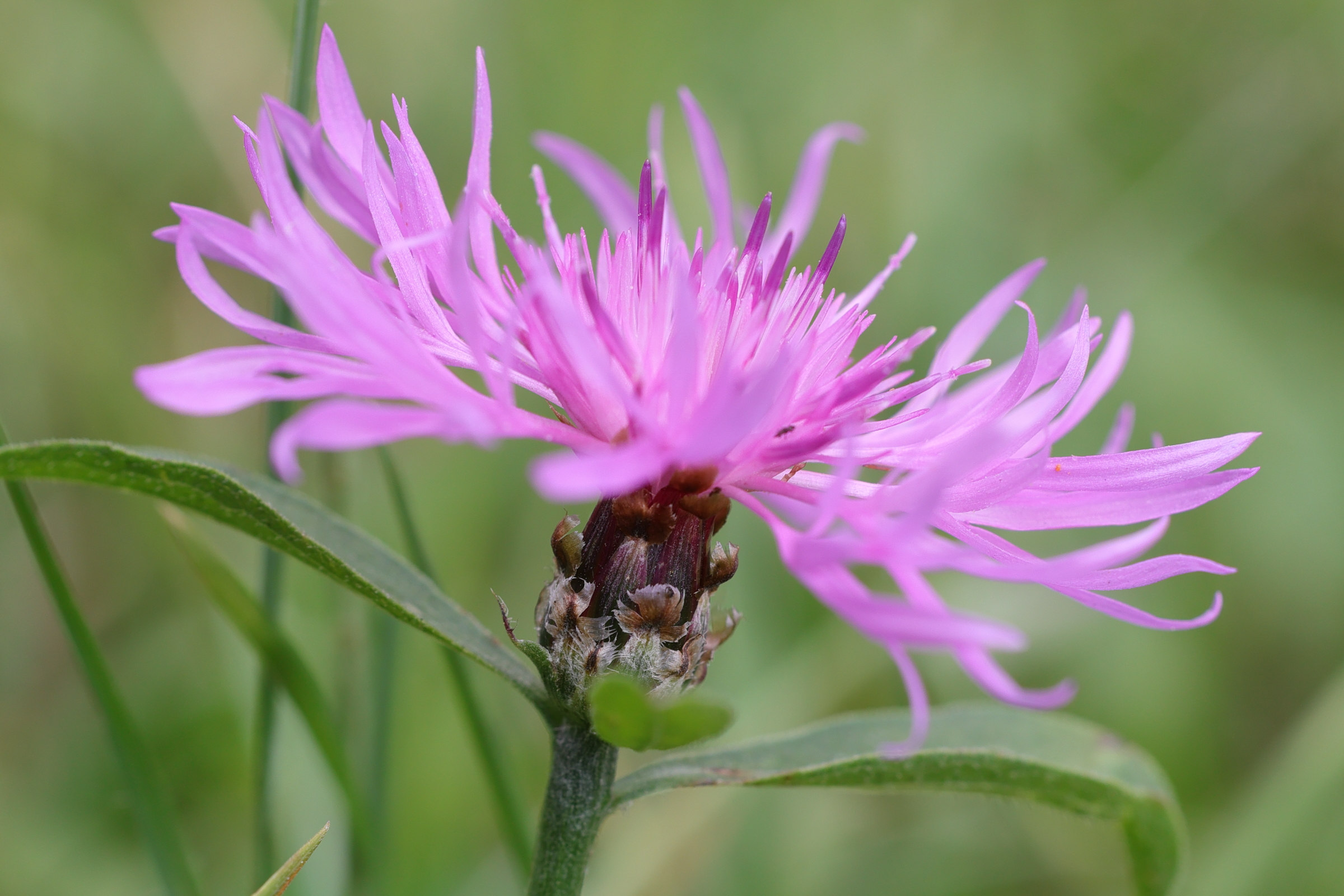centaurea_nigrescens_transalpina3md