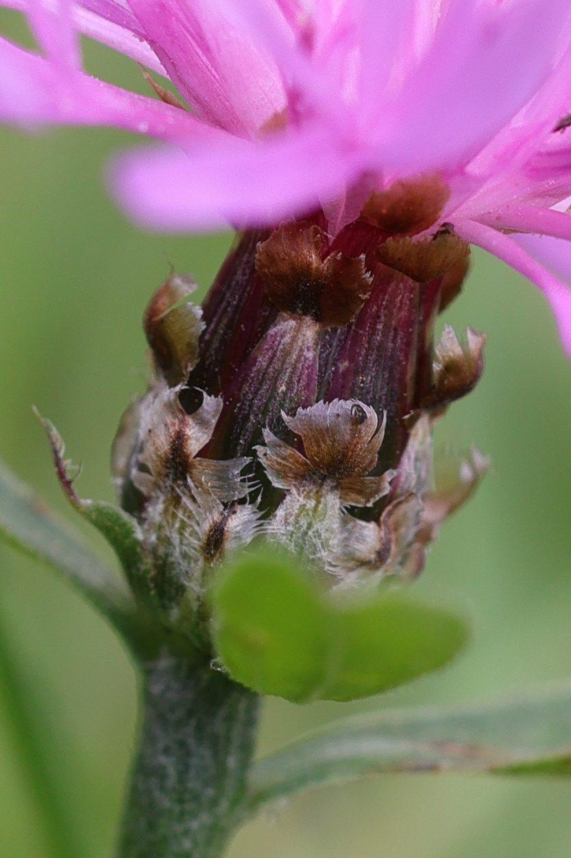 centaurea_nigrescens_transalpina4md