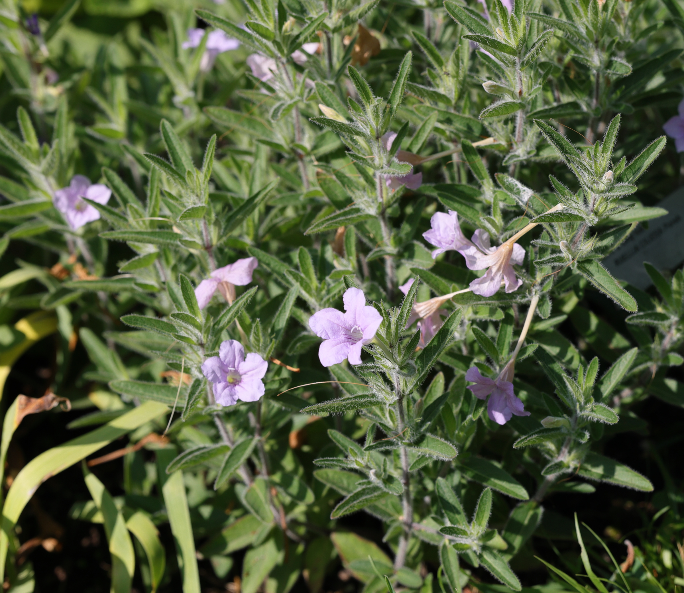 ruellia_ciliosa1md