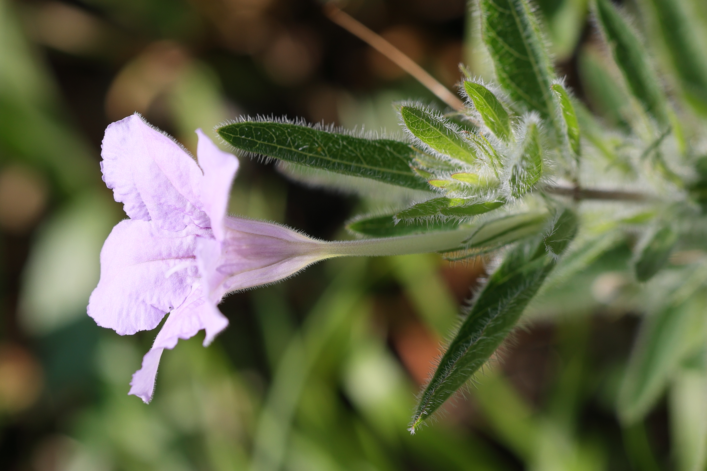 ruellia_ciliosa2md