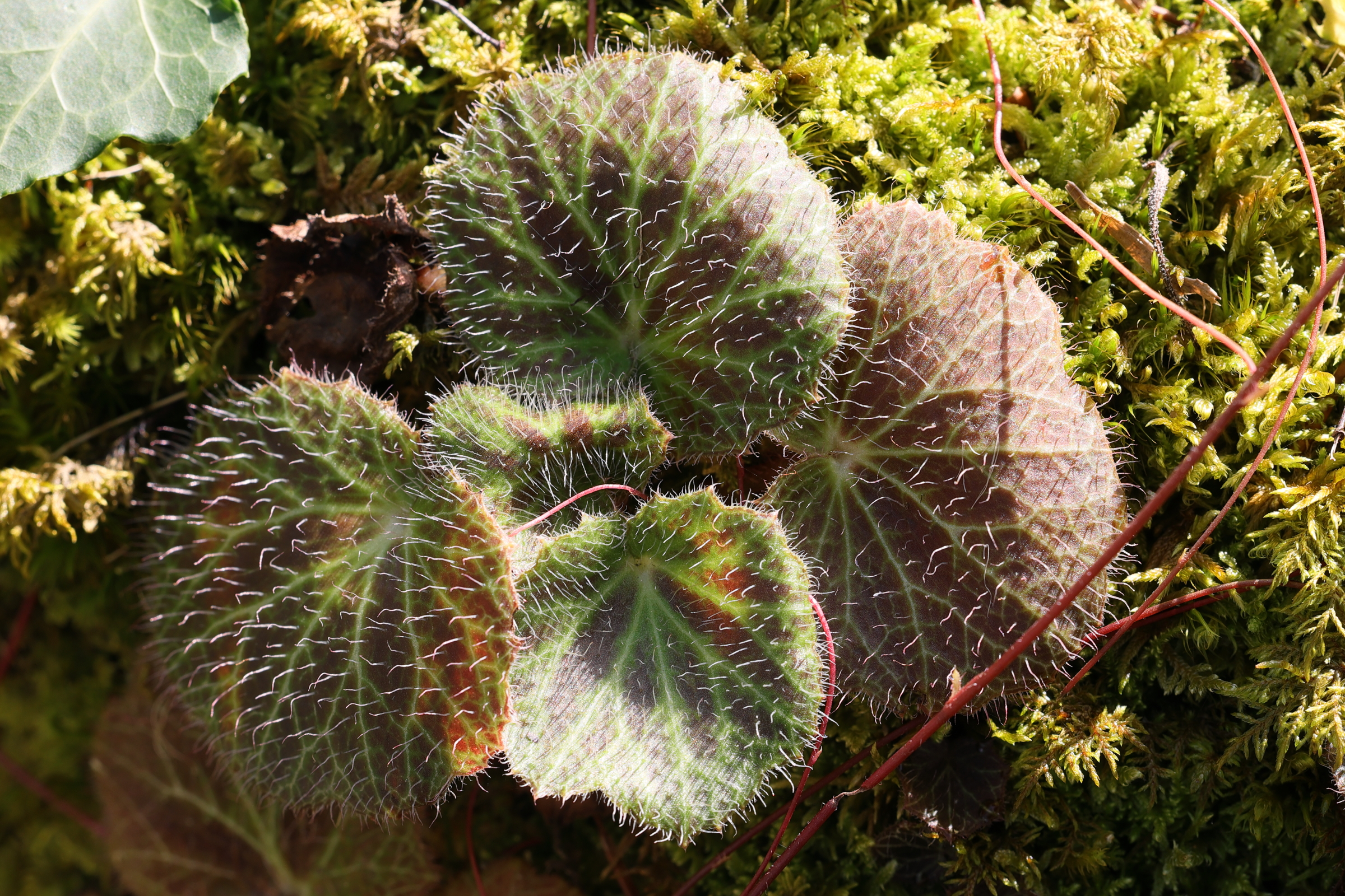 saxifraga_stolonifera1md