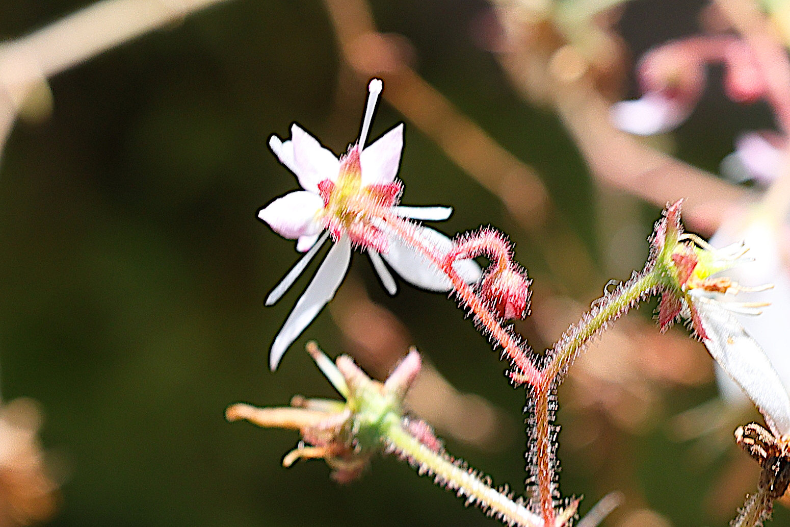 saxifraga_stolonifera2md